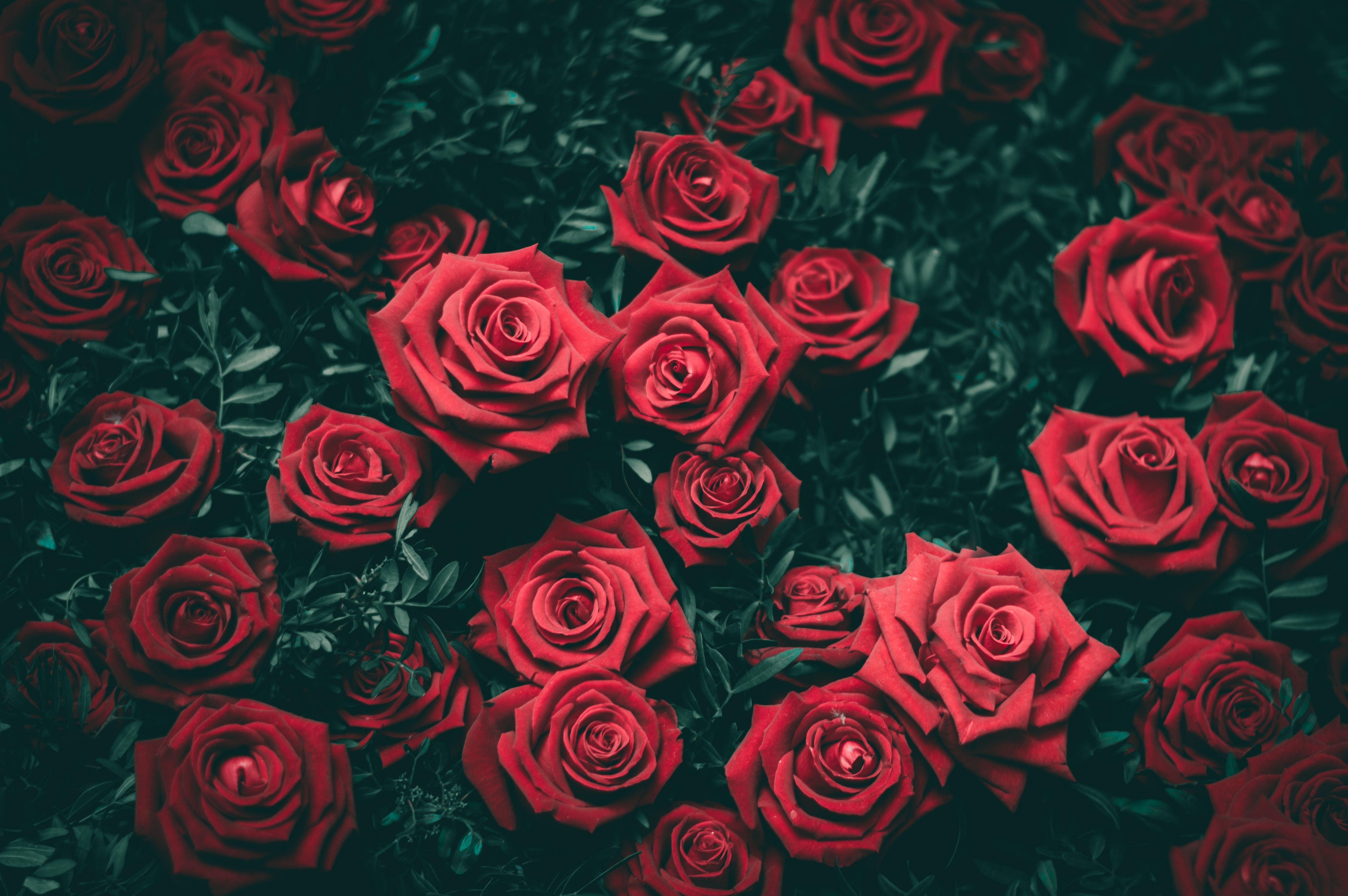 Rose, 5K, Retina, Ultra HD, Natur, 6020x4000 4K Desktop