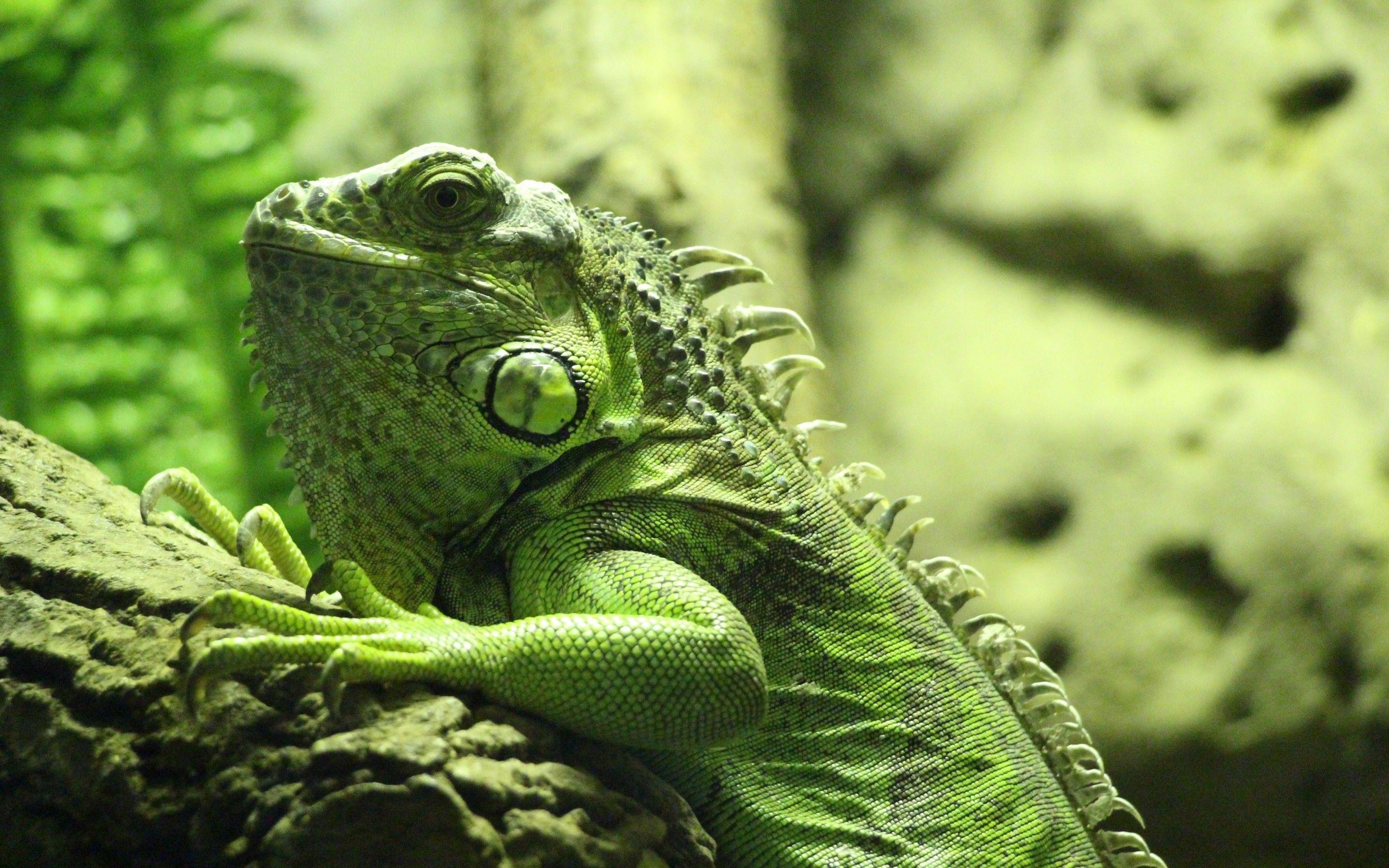 Iguana, Reptilien, Tiere, Natur, Echse, 2880x1800 HD Desktop