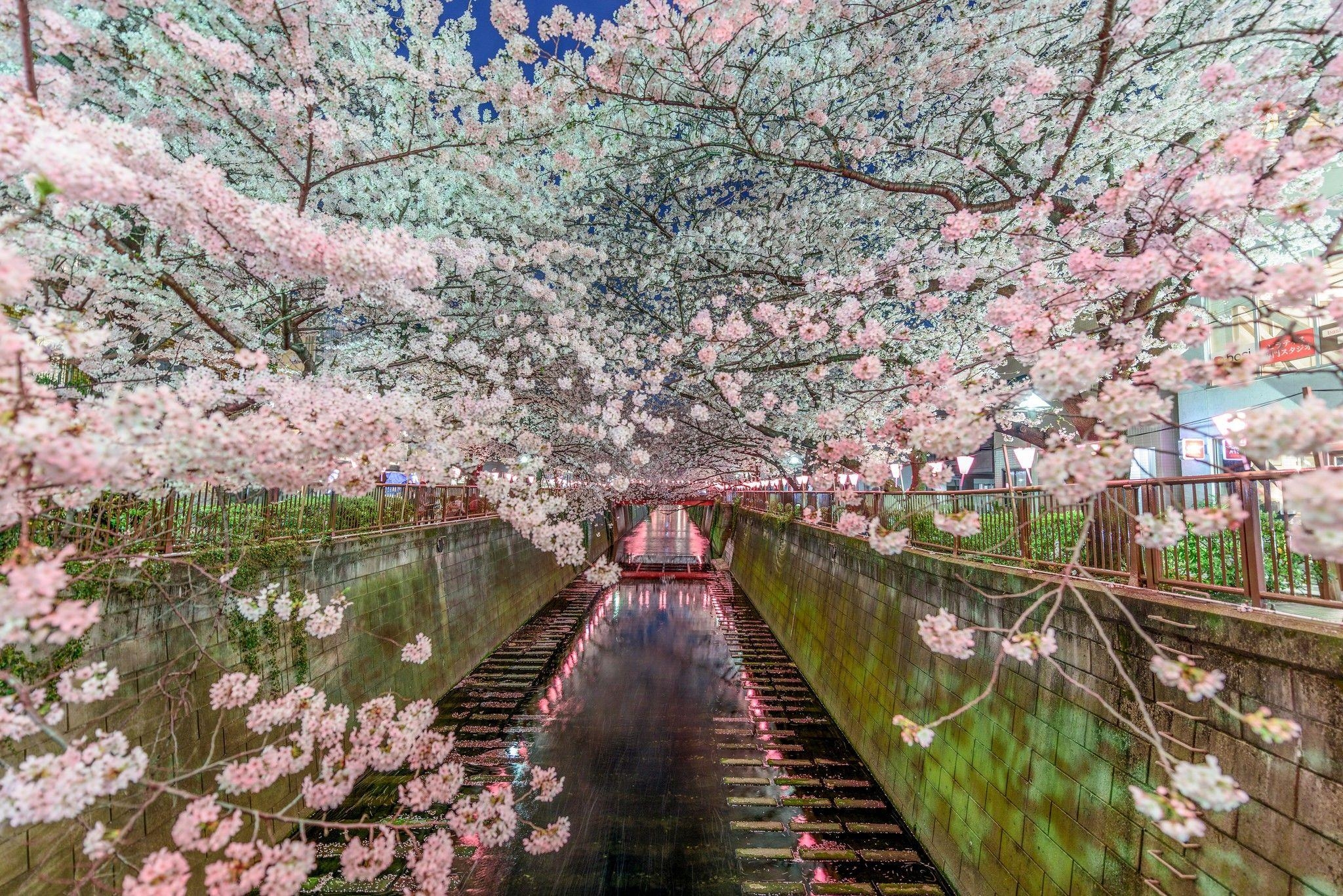 Tokio Sakura, Japan, Hintergrund, Reise, Blüten, 2050x1370 HD Desktop