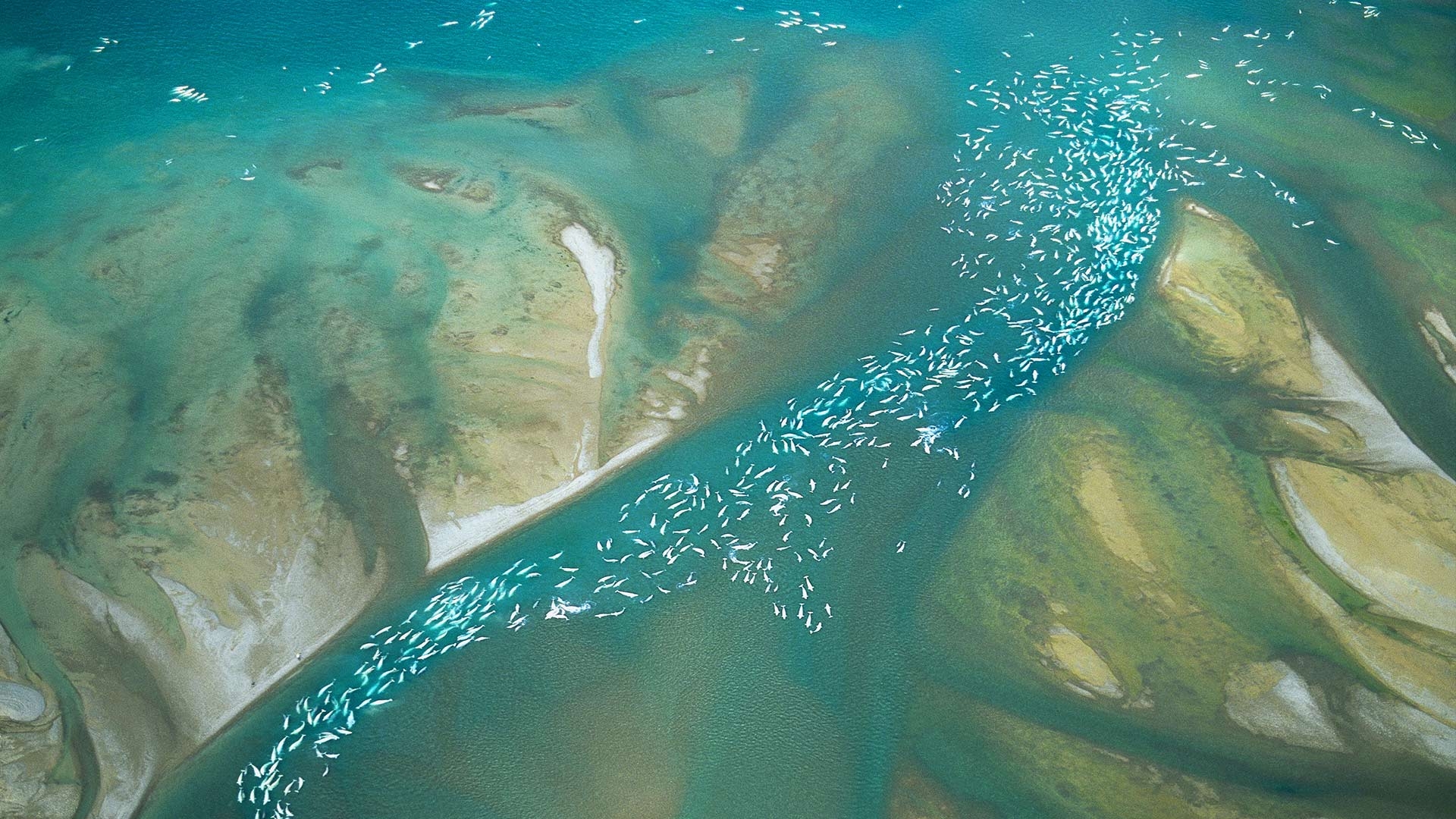 Beluga Wal, Tiere, Ozean, Meeressäuger, Arktis, 1920x1080 Full HD Desktop