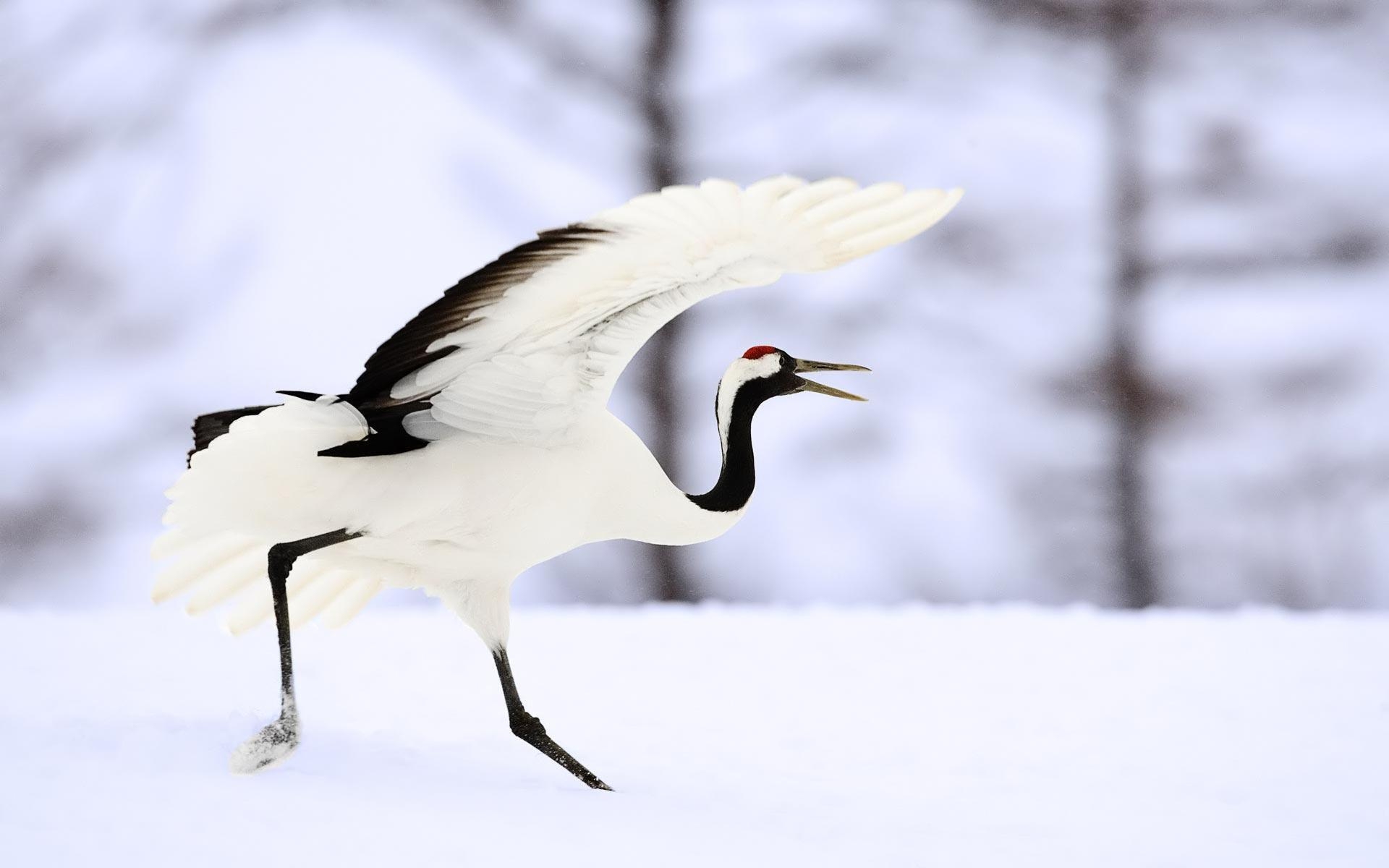 Kranich Vogel, Hintergrund, Tiere, Natur, Bild, 1920x1200 HD Desktop