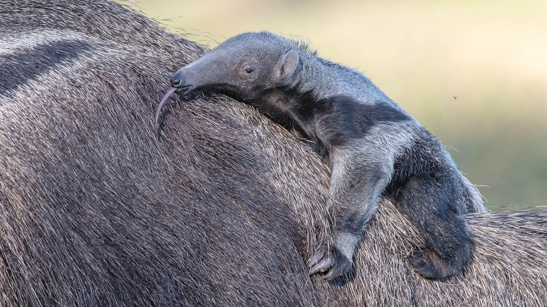 Ameisenbär, Jungtiere, Natur, Tierfotografie, neugierig, 1920x1080 Full HD Desktop