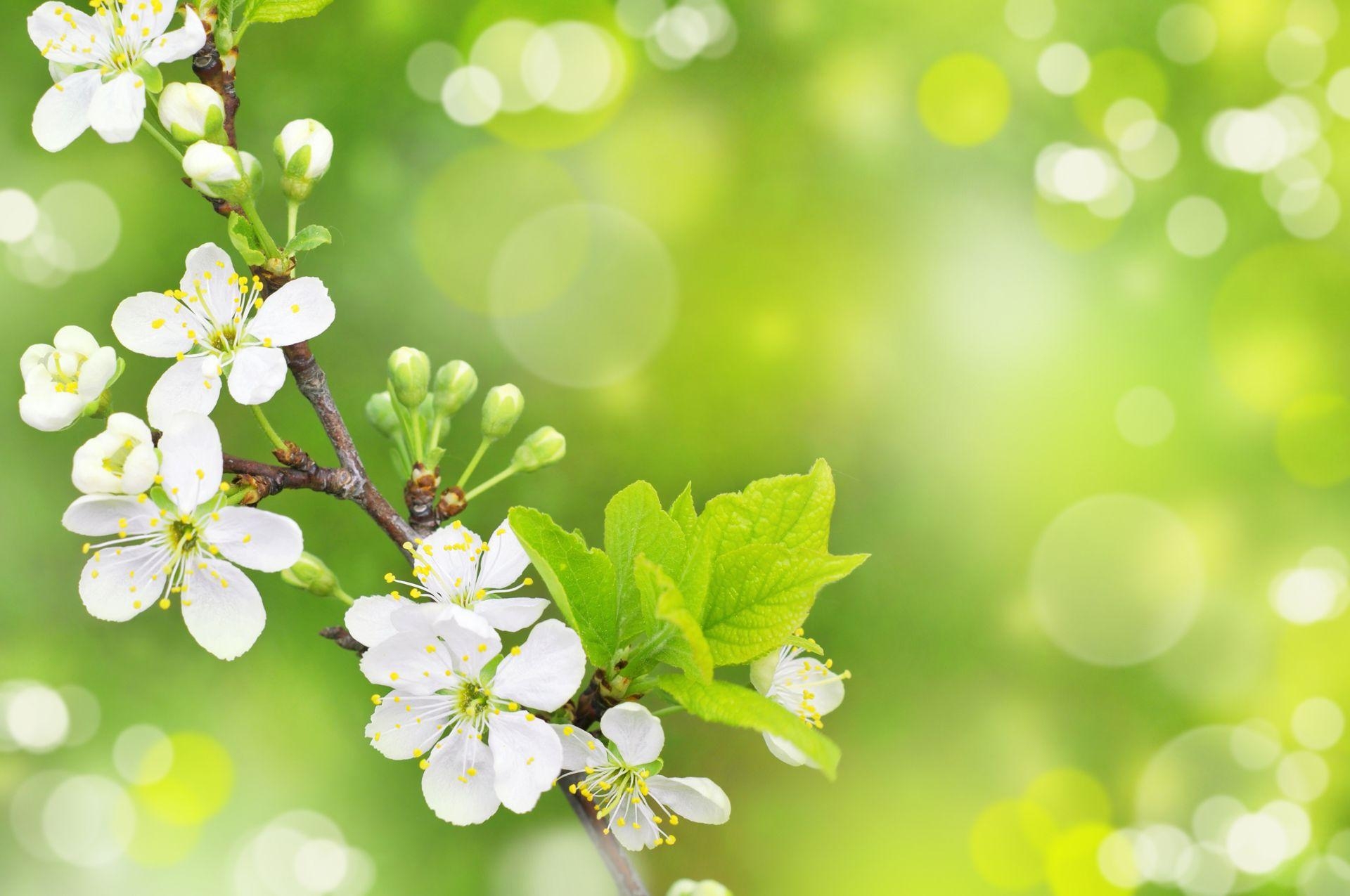 Frühling, Kostenlos, Natur, Blüten, Erfrischend, 1920x1280 HD Desktop