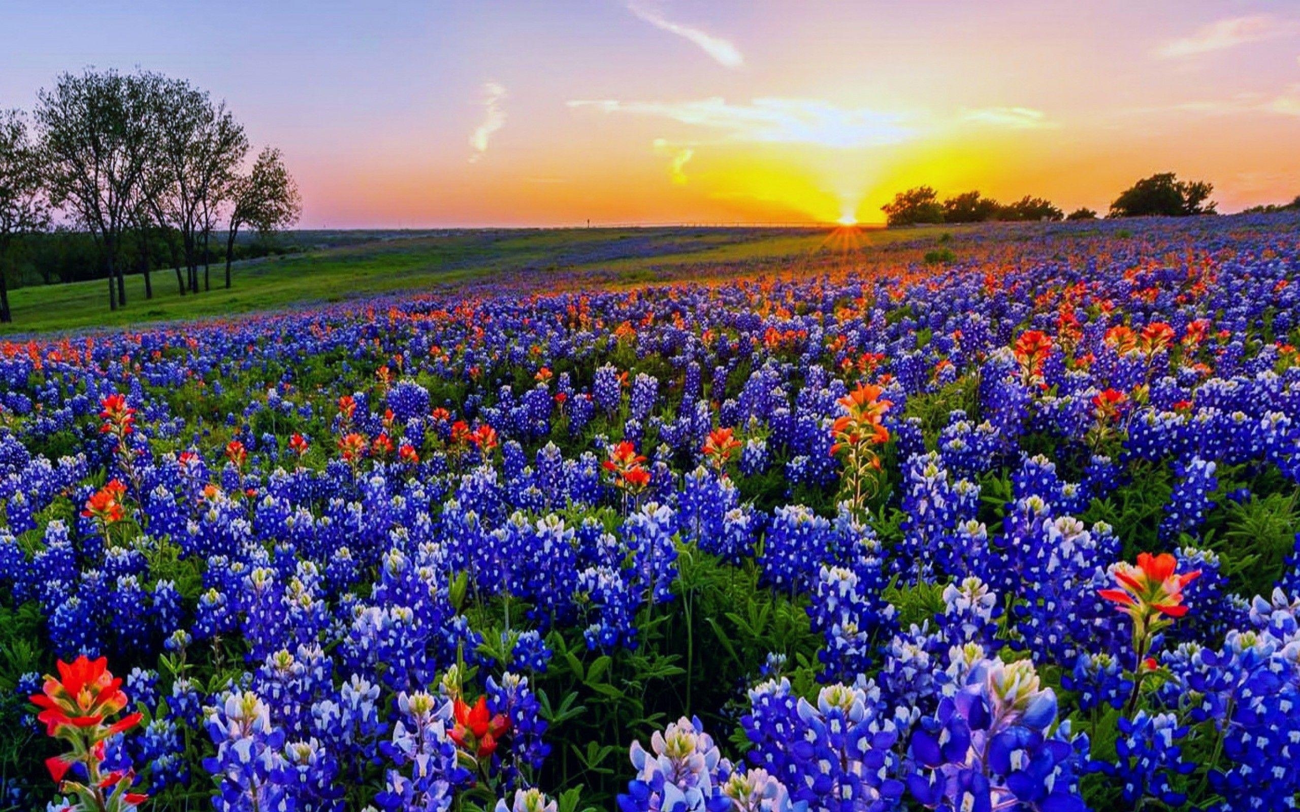 Bluebonnet, Natur, Texas, Blumen, Landschaft, 2560x1600 HD Desktop