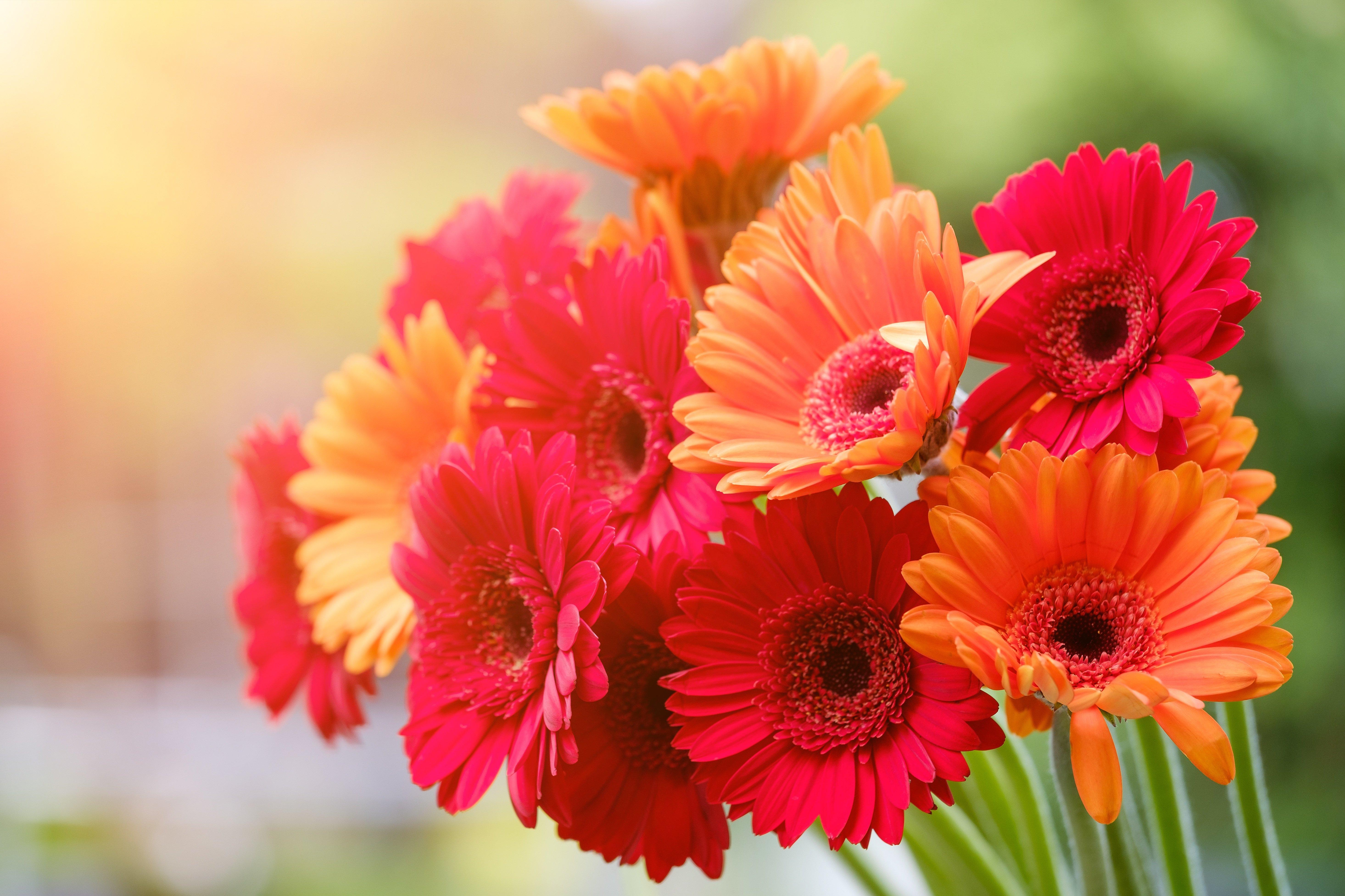 Gerbera Gänseblümchen, Rot, Orange, Blüten, Frühling, 5870x3910 4K Desktop