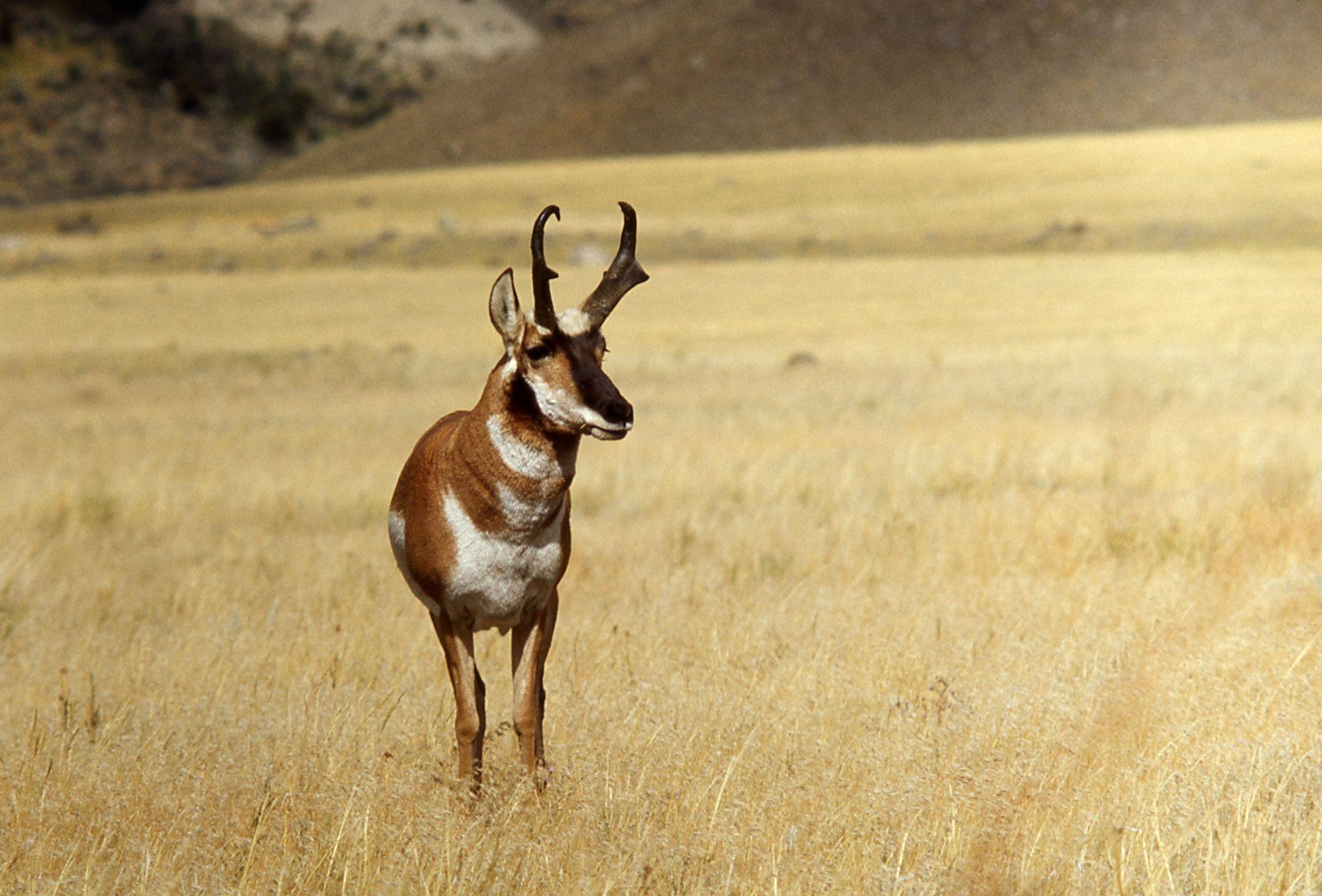 Gabelbock, Antilope, Wallpaper, Wildtiere, Prärie, 2000x1360 HD Desktop