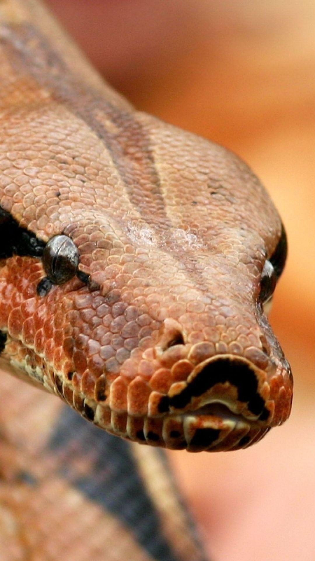 Schönheit, Drei Schlangen, Boa Constrictor, Tierwelt, Fotografie, 1080x1920 Full HD Handy