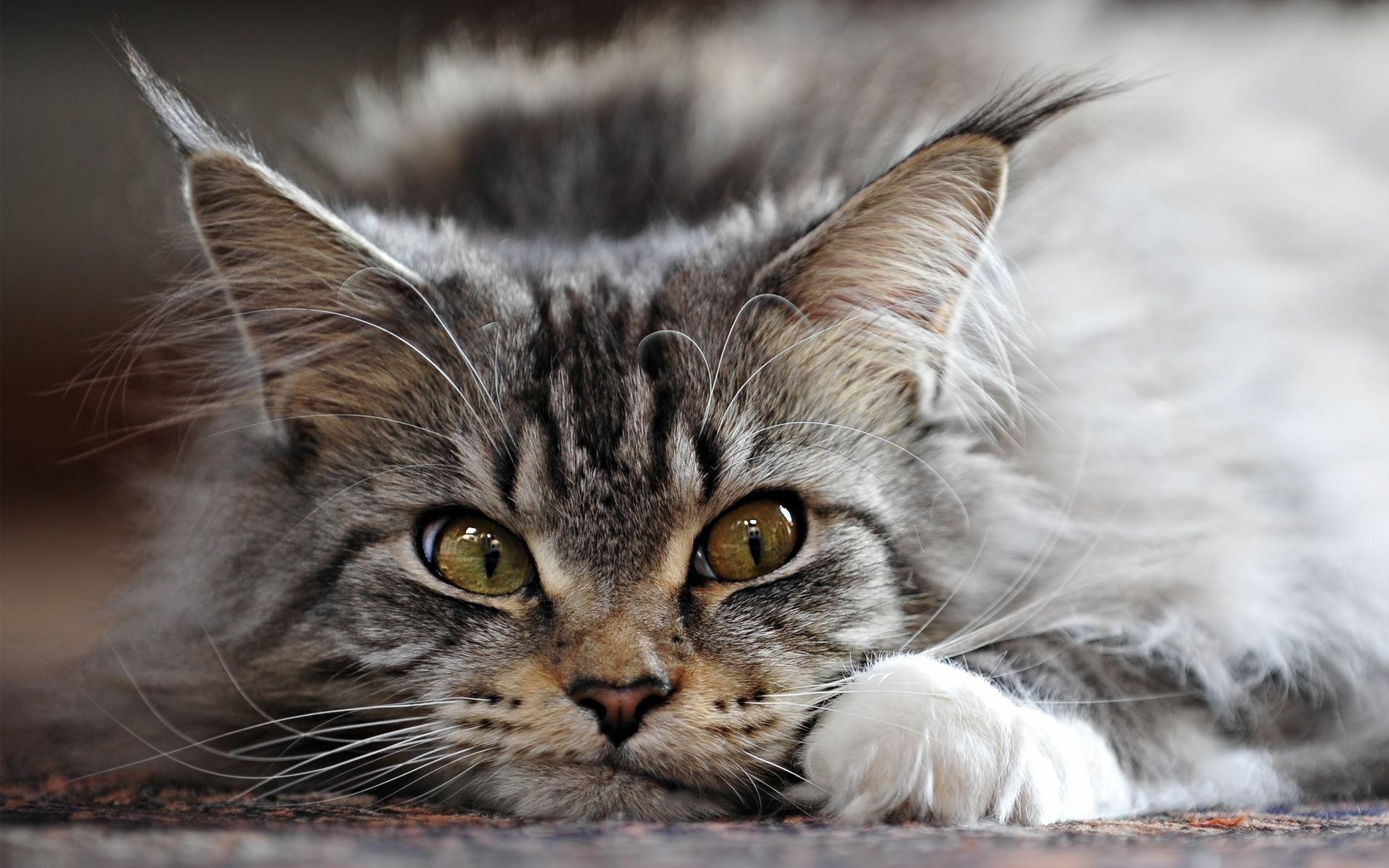 Maine Coon, Gesicht, Foto, Hintergrund, Charme, 1920x1200 HD Desktop