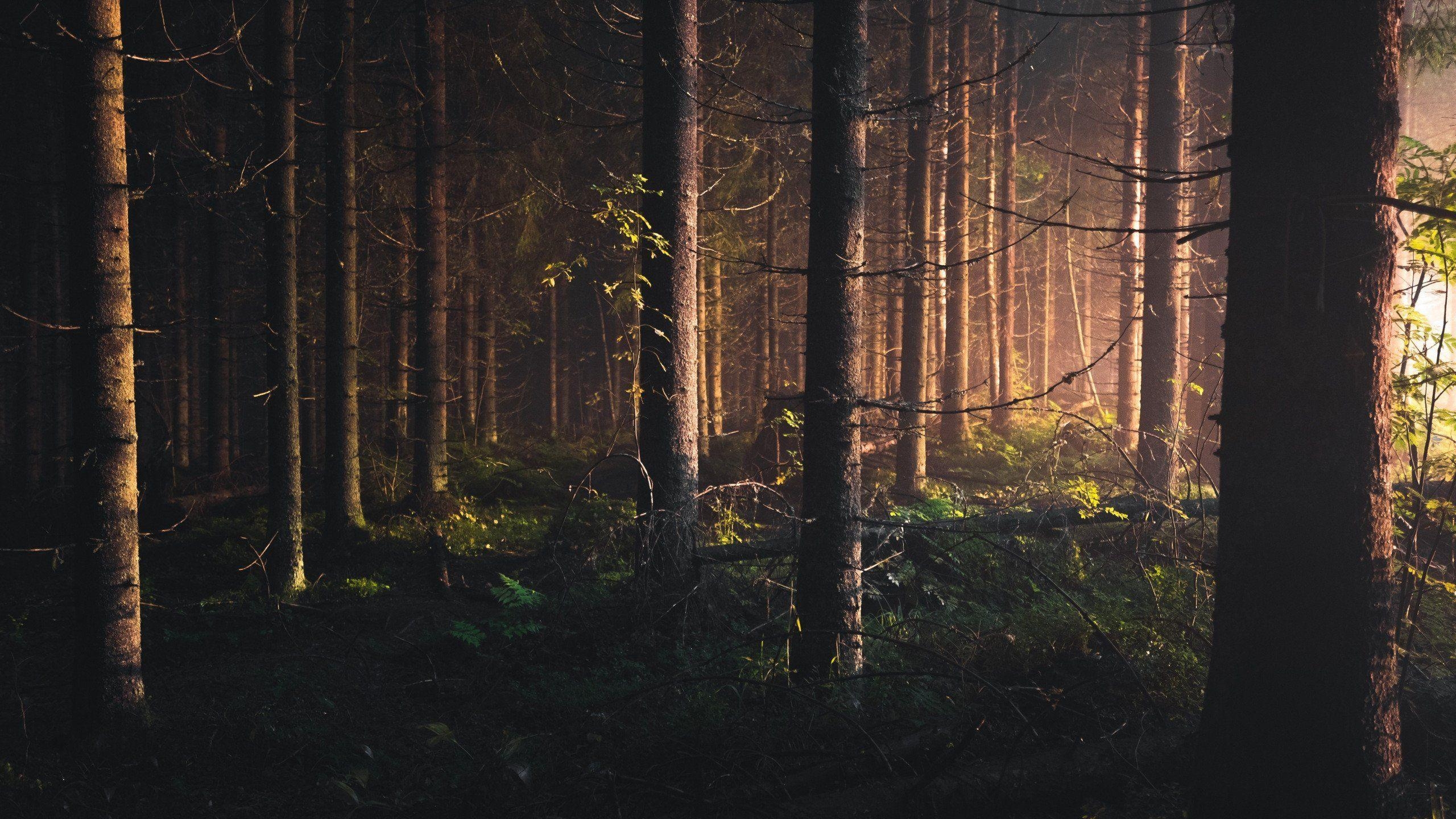 Bigfoot Wald Sichtungen HD, 2560x1440 HD Desktop