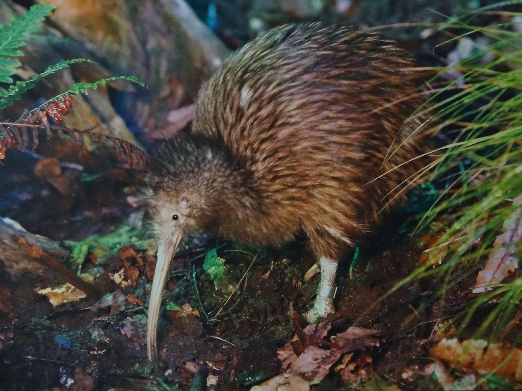 Kiwi Vogel, Fakten, Tier, Neuseeland, Wissen, 1030x770 HD Desktop