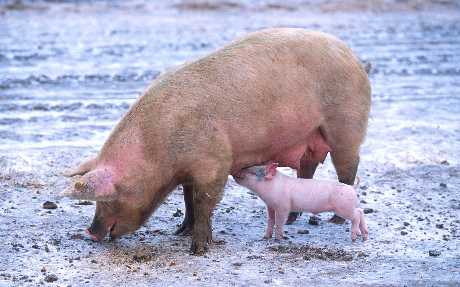 Schweine, HD, Hintergrundbild, Tiere, Ferkel, 1600x1000 HD Desktop