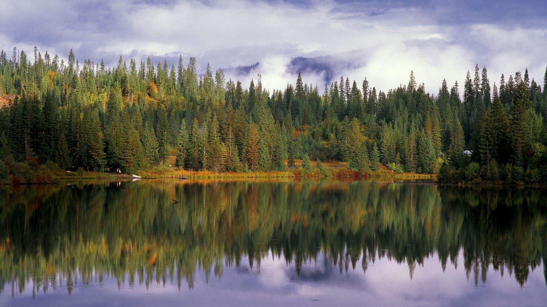 Idaho, Wald, Nationalreservoir, Elch, Natur, 1920x1080 Full HD Desktop