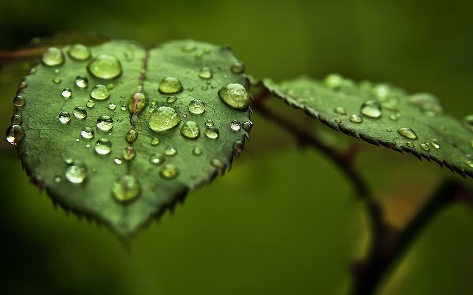 Wassertropfen, Blatt, Frische, Tau, Natur, 1600x1000 HD Desktop