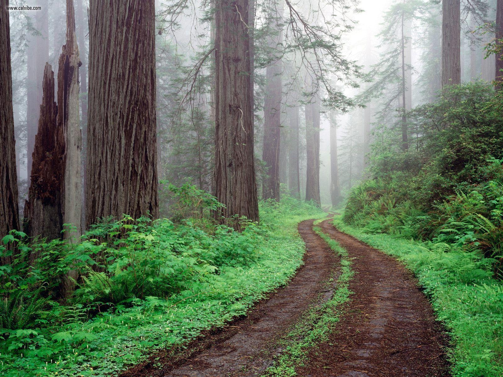 Redwood Nationalpark, Kalifornien, Natur, USA, Wald, 1600x1200 HD Desktop