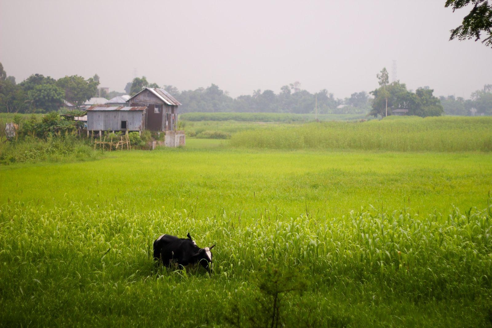 Bangladesch, Grün, Landschaft, HD, Windows, 1600x1070 HD Desktop