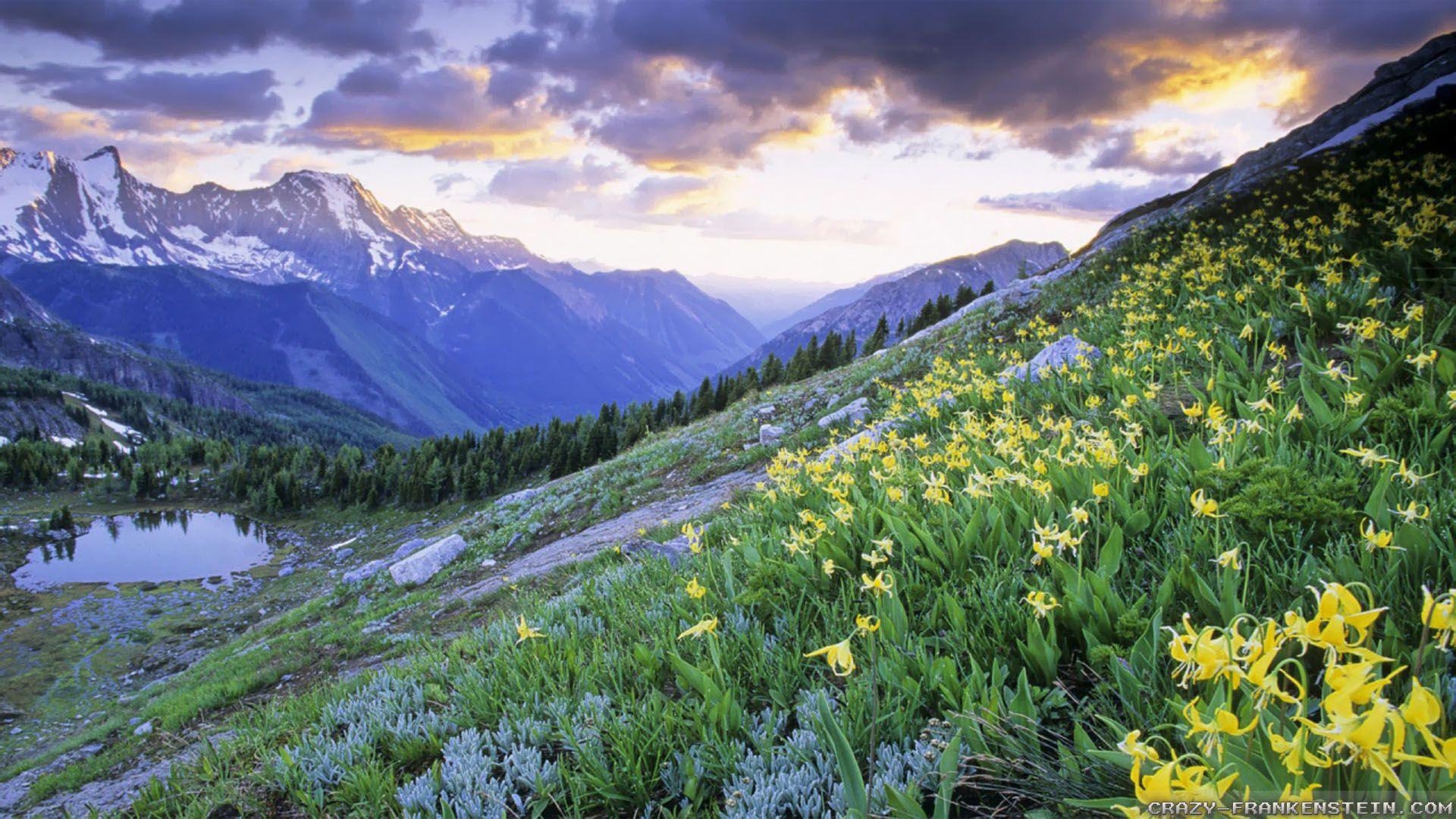 Frühling Kanada, Blühende Bäume, Erfrischend, Lebendig, 1920x1080 Full HD Desktop