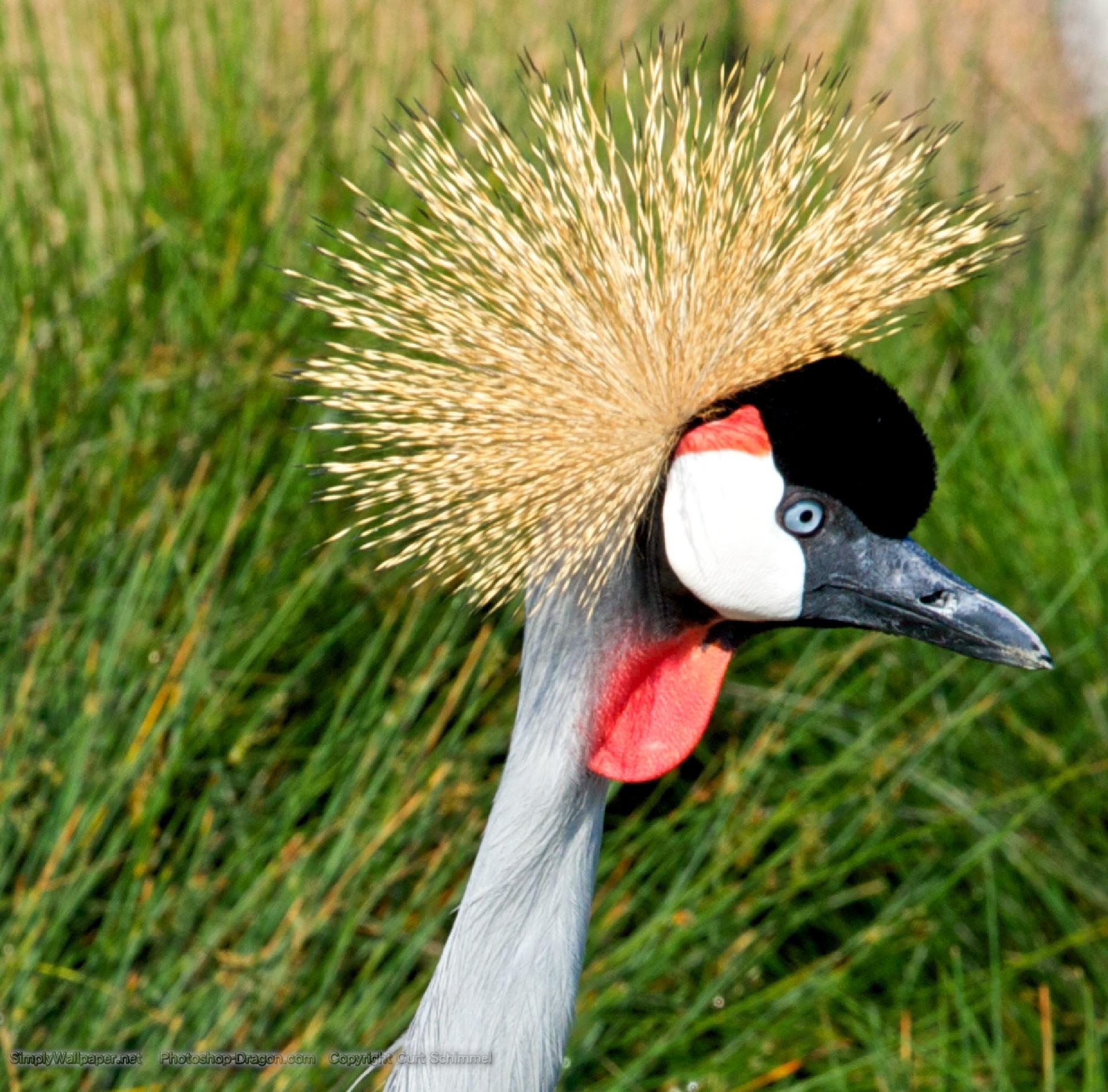 Kranich Vogel, Desktop Hintergrund, Wappen, Hintergrundbild, 1920x1900 HD Desktop