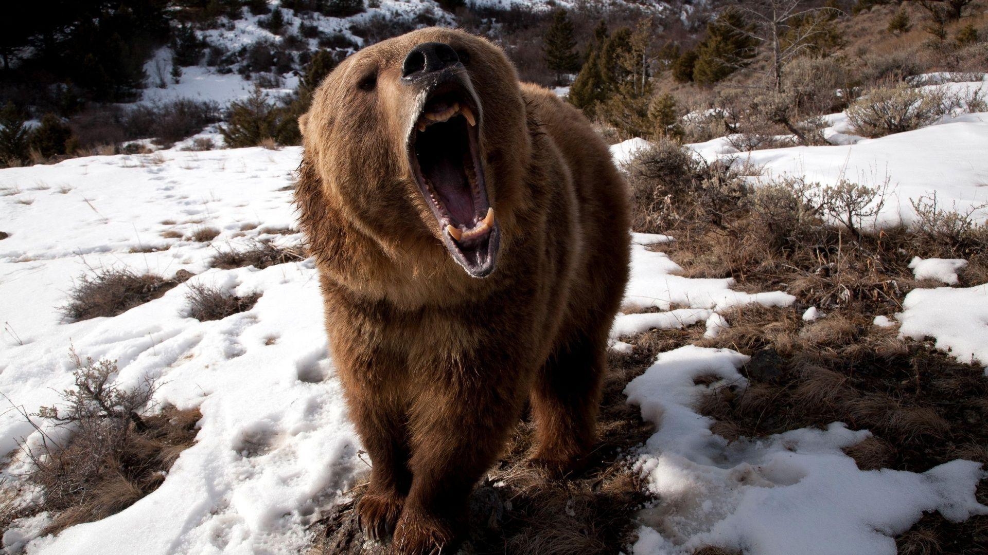 Grizzlybär, Braunbär, Furchterregend, Wildnis, Natur, 1920x1080 Full HD Desktop