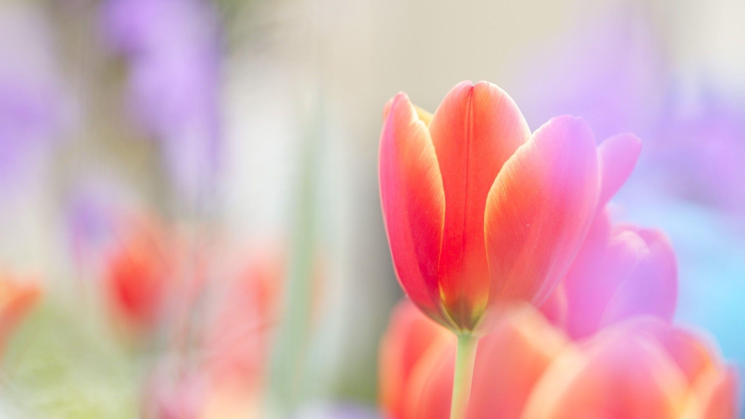 Rosafarbene Tulpe, Blume, Zart, Frühlingshaft, Natur, 2560x1440 HD Desktop