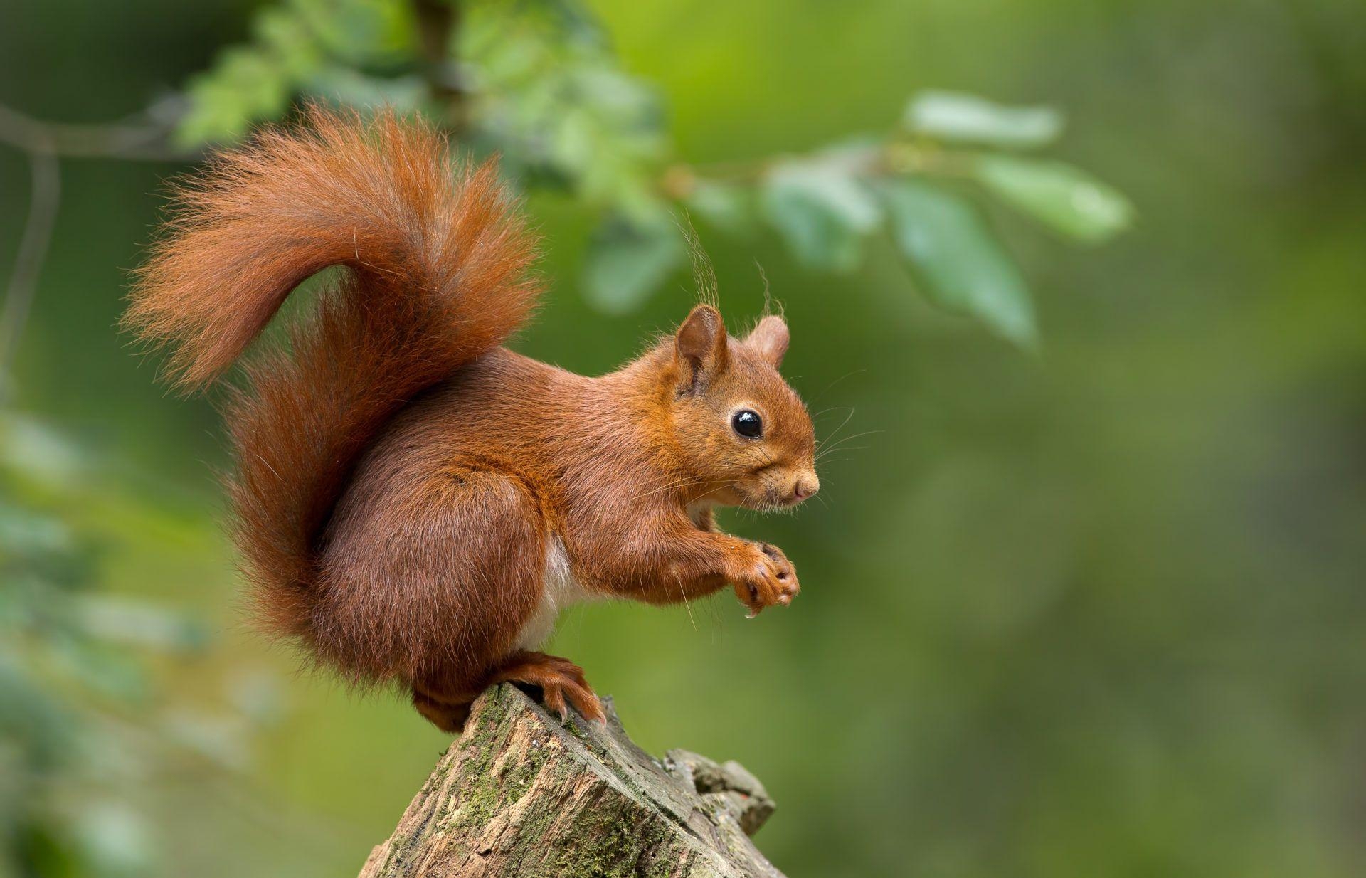 Eichhörnchen, Neue, HD, Tab, Tiere, 1920x1240 HD Desktop