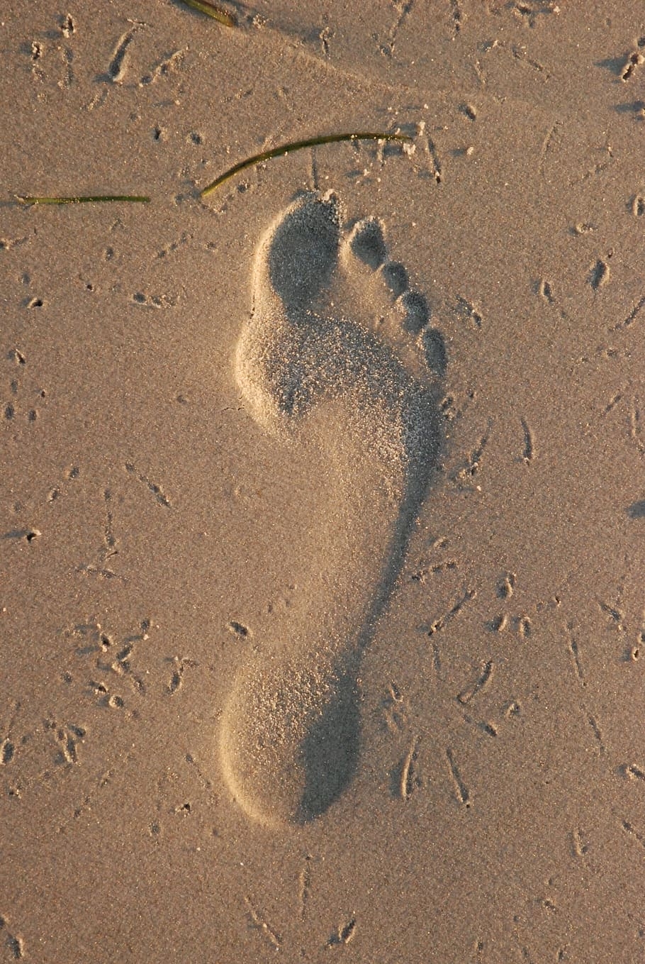 HD, Fußabdruck, Strand, Küste, Gehen, 910x1360 HD Handy