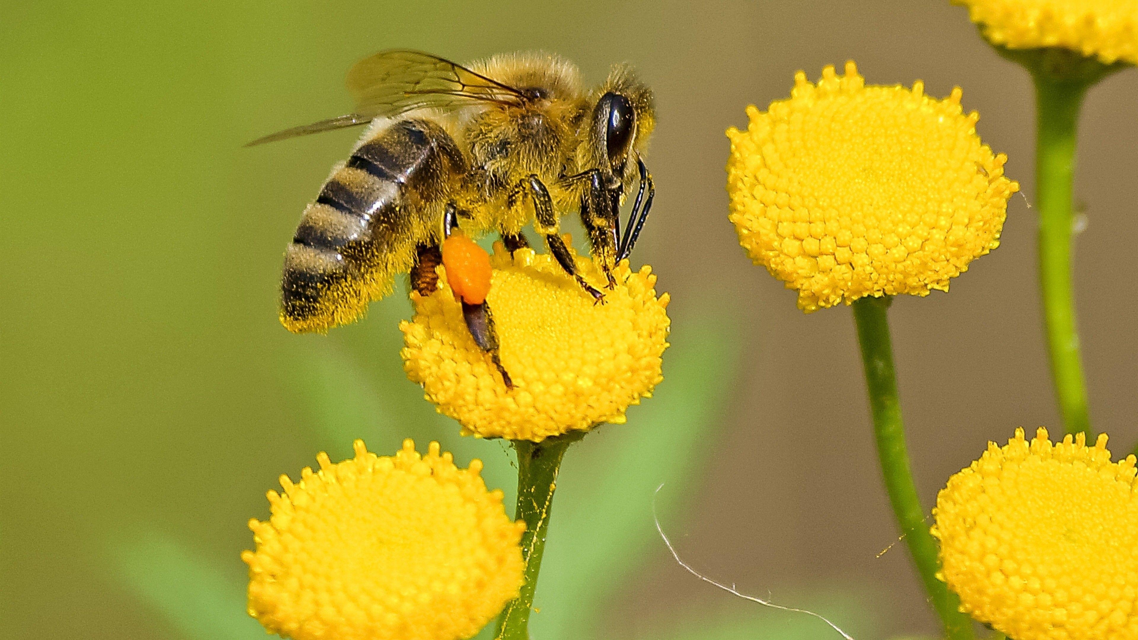 Biene, 4K, Bild, Insekten, Natur, 3840x2160 4K Desktop