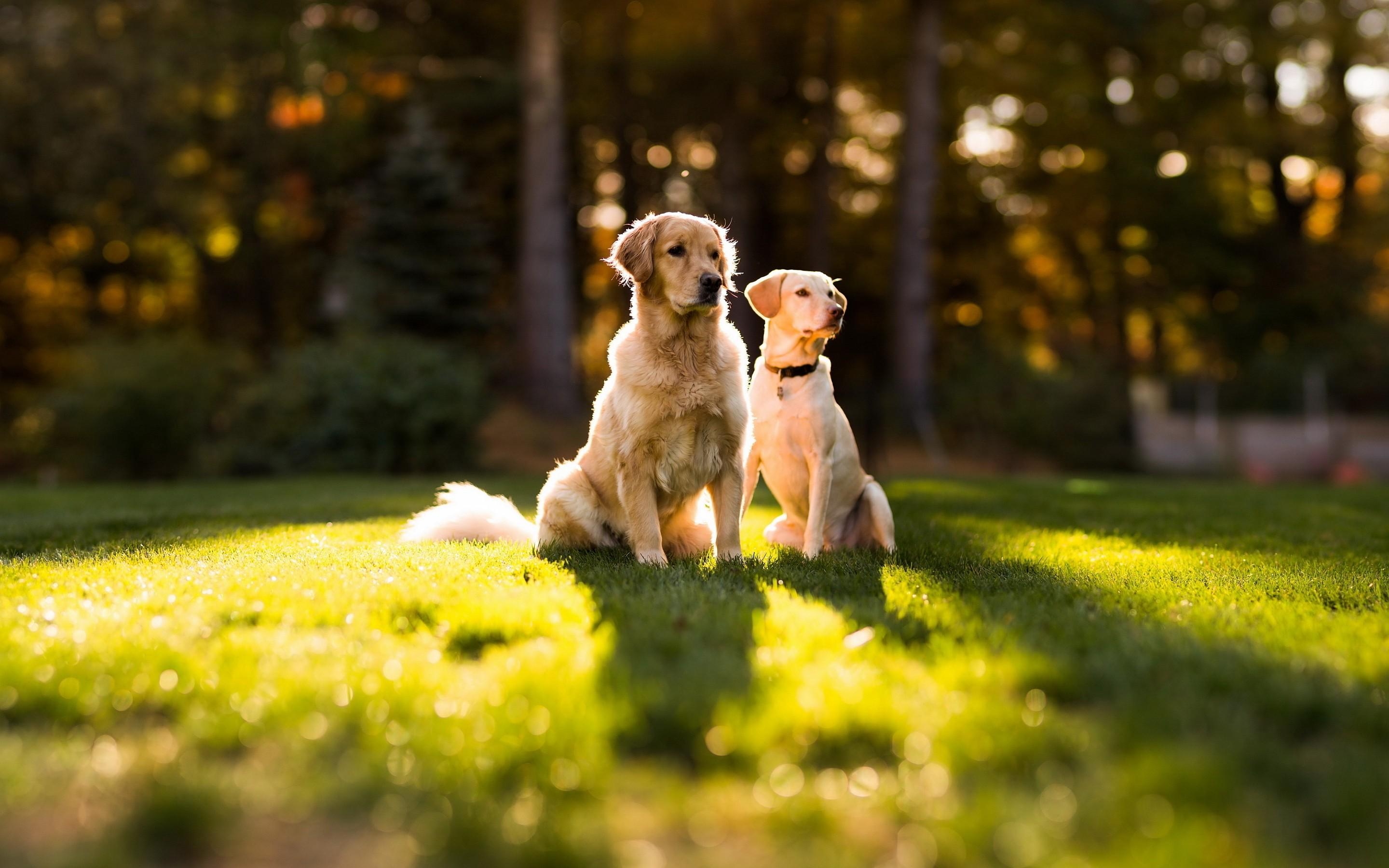 Golden Retriever, Hunde, HD, Hintergrund, Download, 2880x1800 HD Desktop