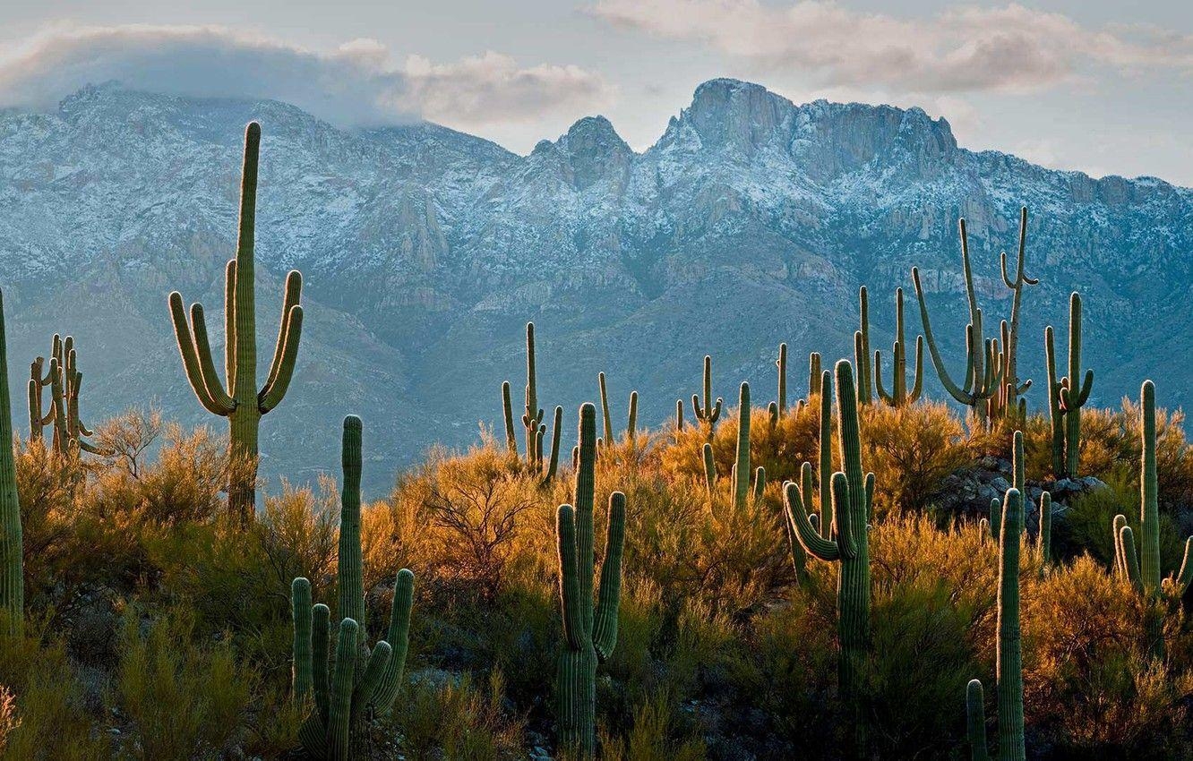 Kaktus, Arizona, Tucson, Sonorawüste, Saguaro, 1340x850 HD Desktop