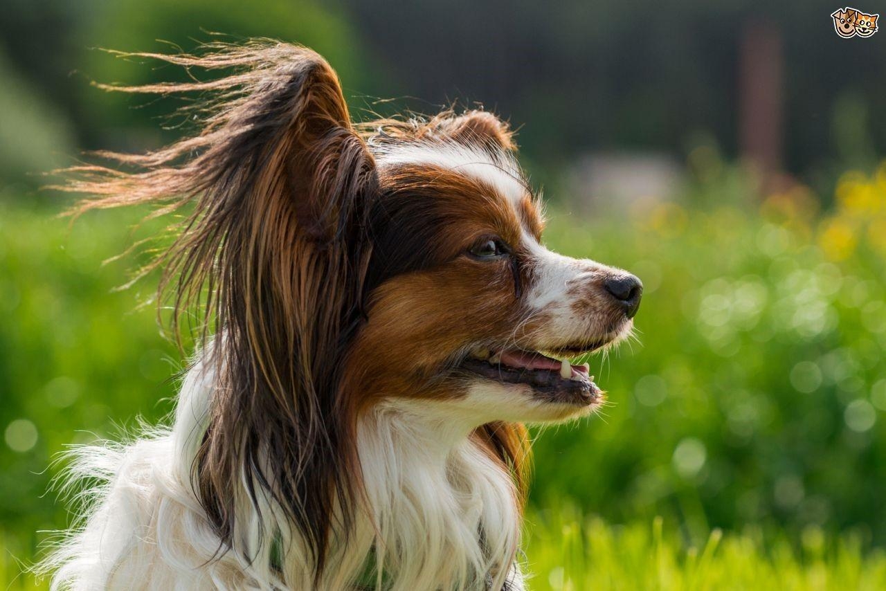 Papillon, Hund, Rasse, Haustier, Tier, 1280x860 HD Desktop