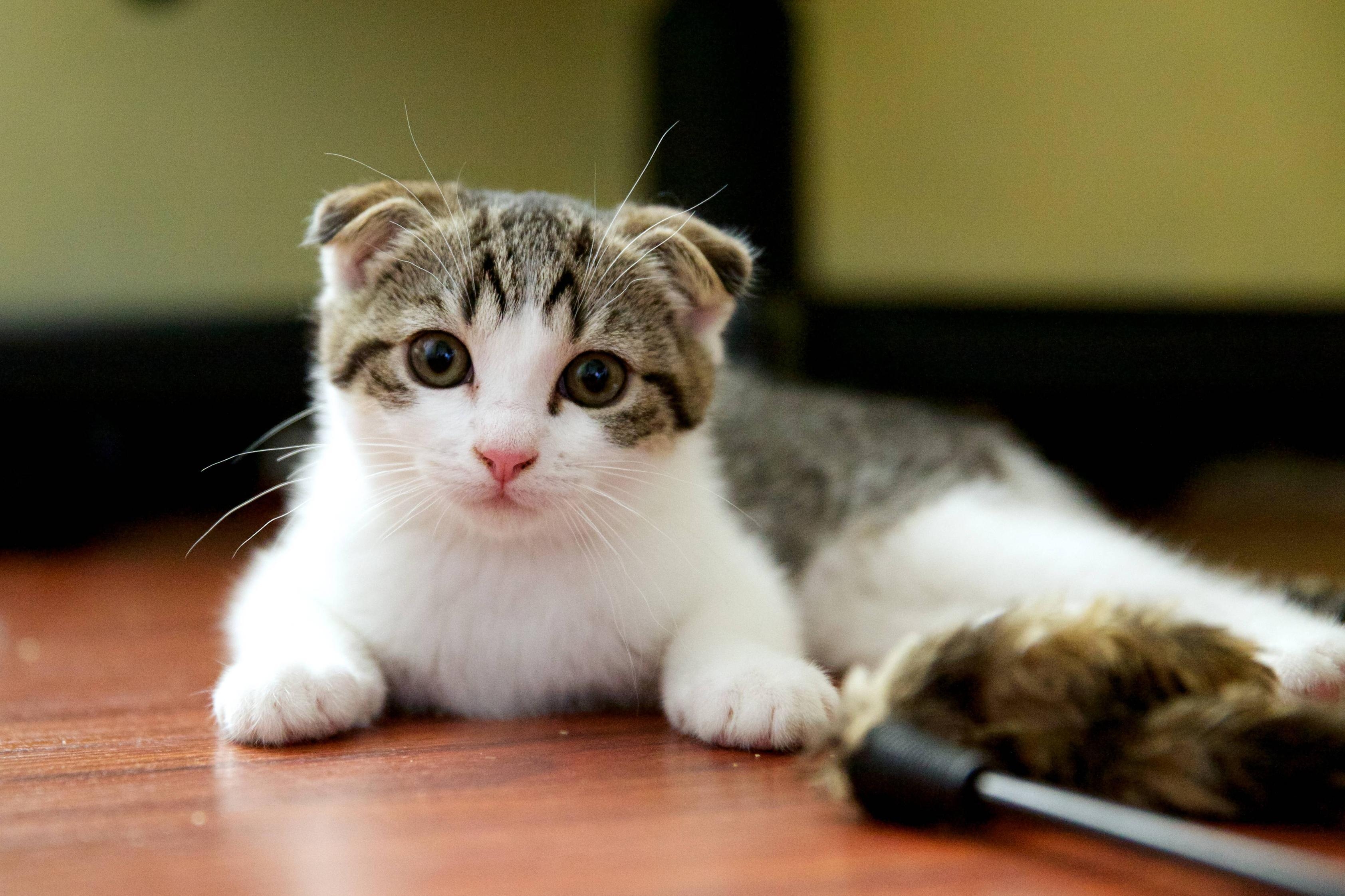 Kleiner Scottish Fold, Bodenbelag, Katzenbild, Schottisch, Haustier, 3370x2250 HD Desktop