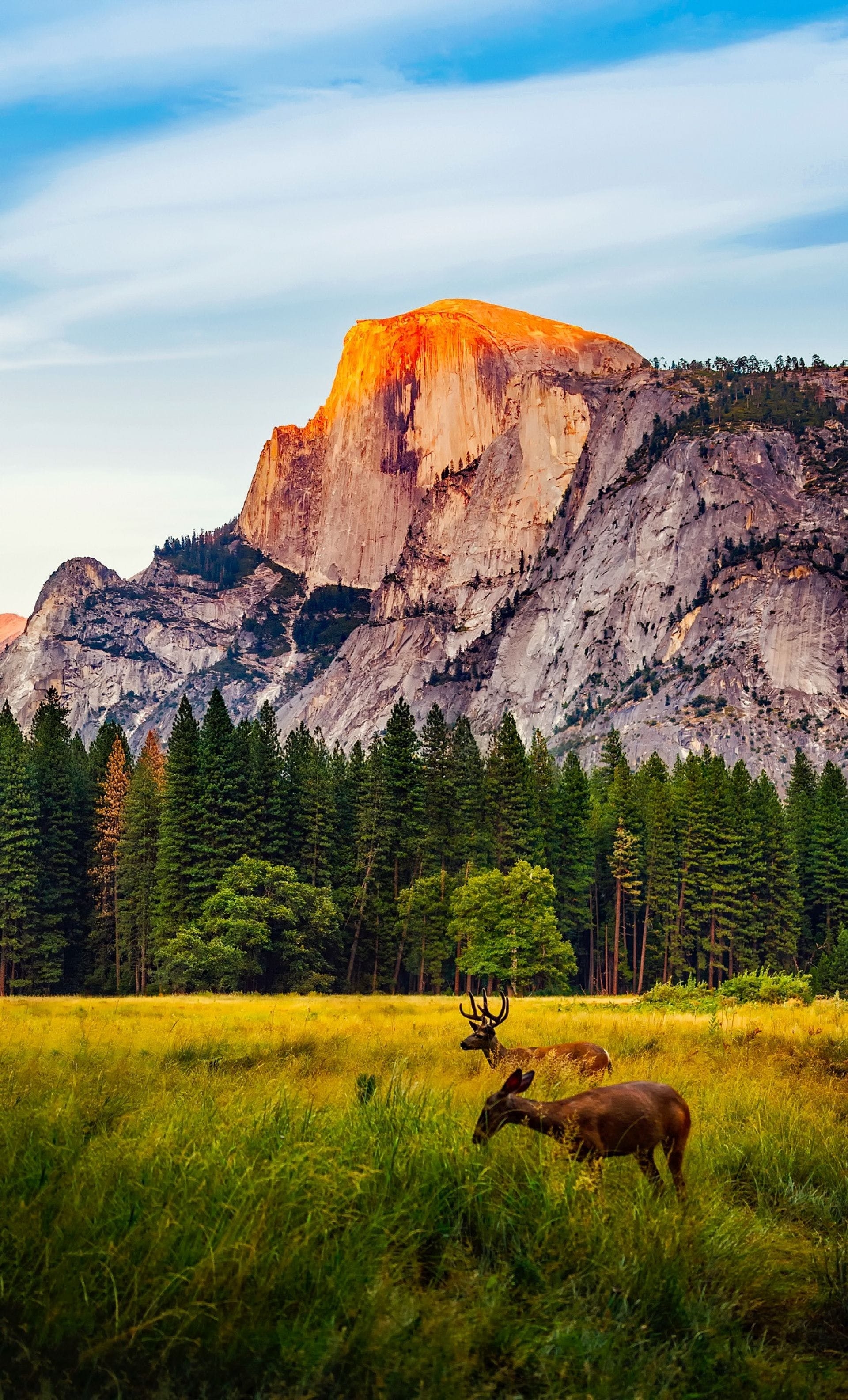 Yosemite Nationalpark, Natur, HD, Kalifornien, USA, 1920x3170 HD Handy