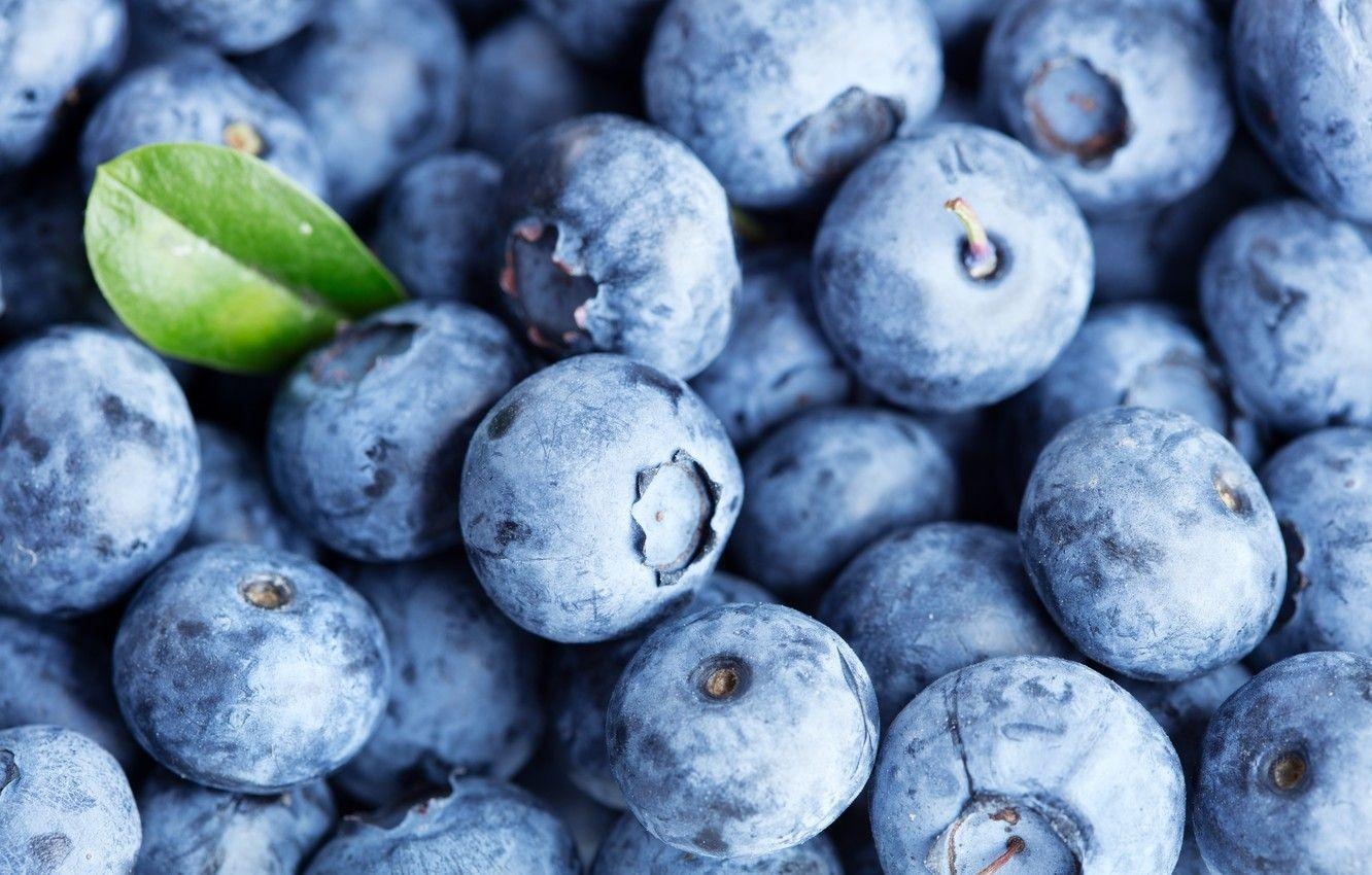 Blaubeeren, Frisch, Beeren, Blaubeere, Obst, 1340x850 HD Desktop