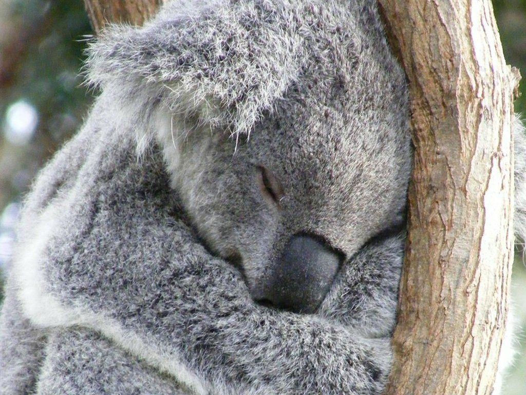 Koala, meistgesehen, Hintergrund, Australien, Tier, 1030x770 HD Desktop