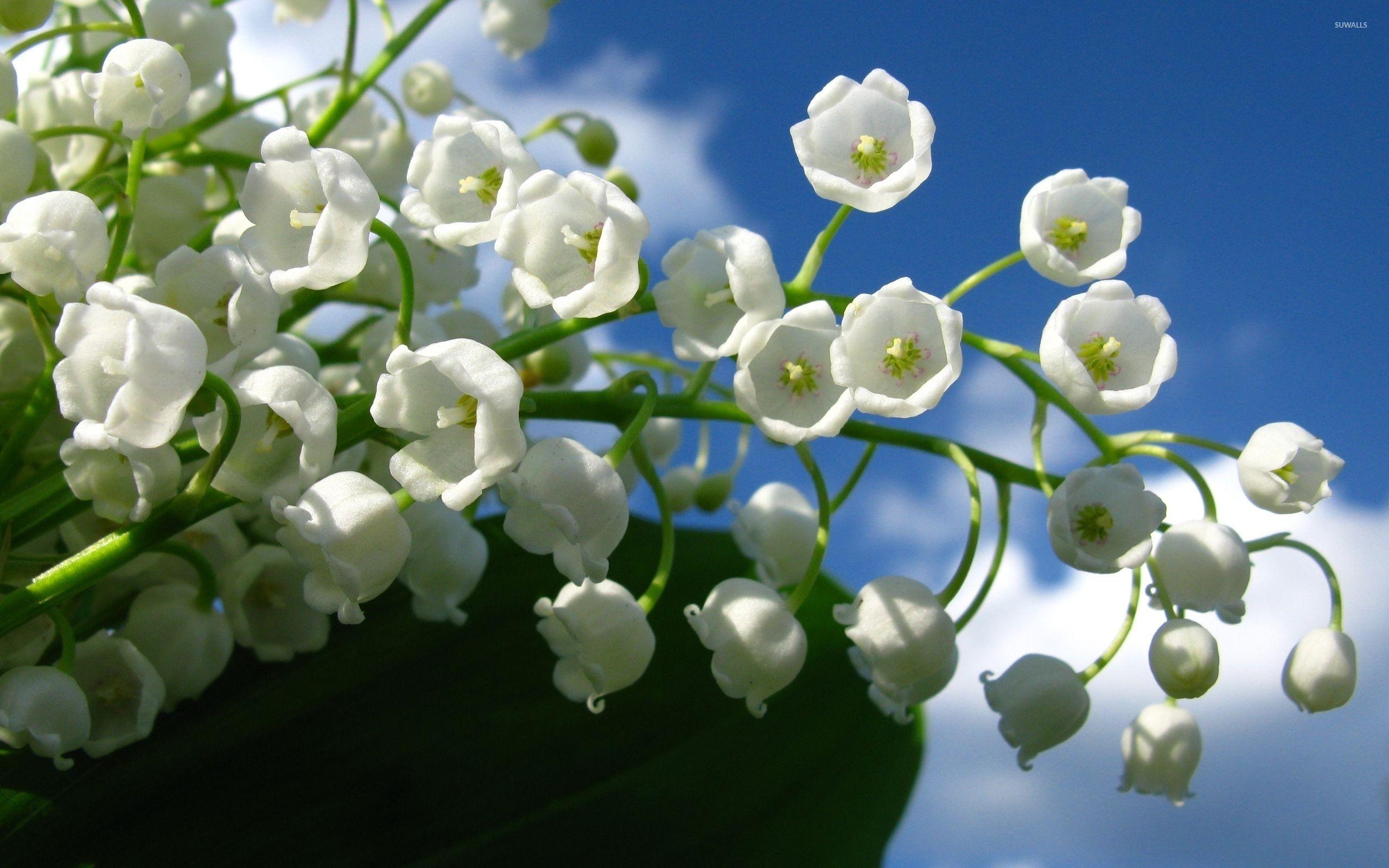 Maiglöckchen, Hintergrundbild, Natur, Blume, Pflanze, 2560x1600 HD Desktop