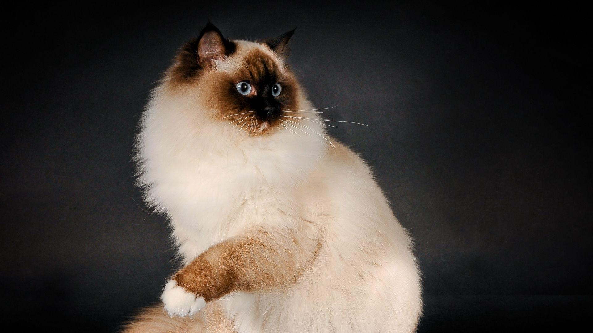 Ragdoll, Katze, Rasse, Farbe, Fluffig, 1920x1080 Full HD Desktop