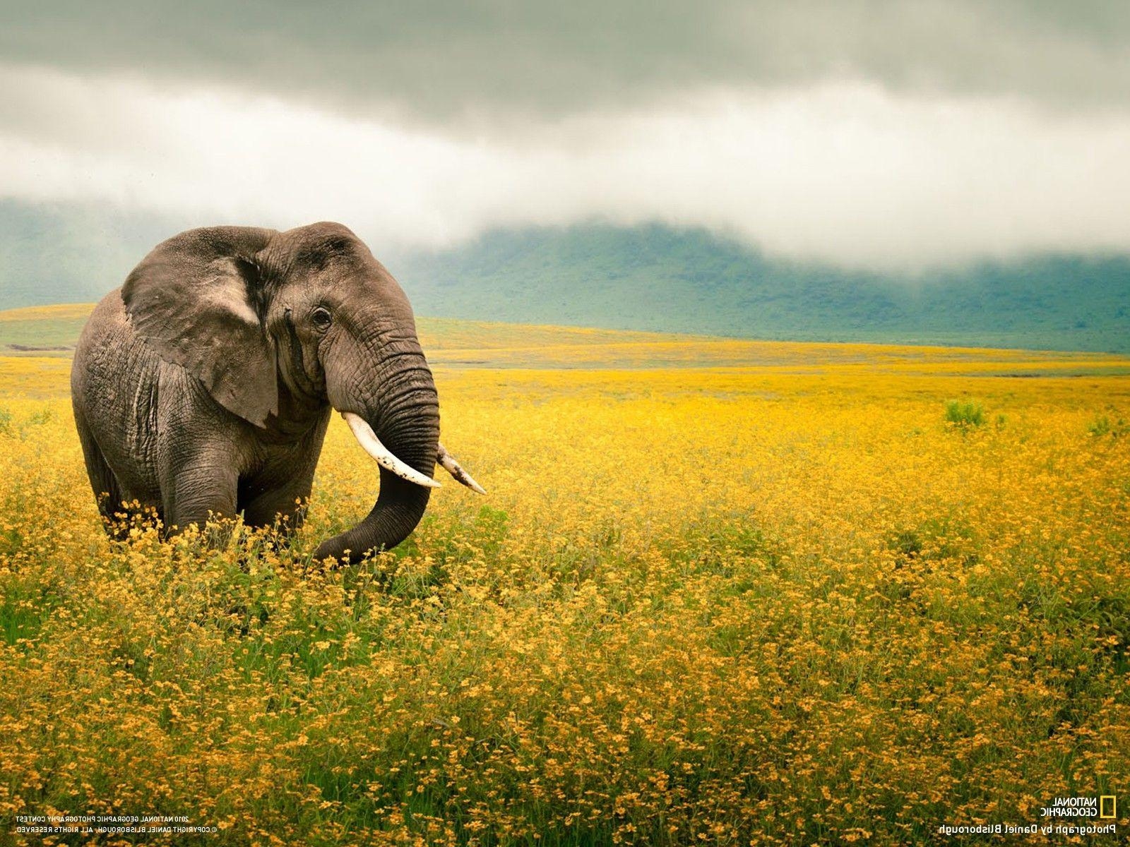 Elefanten, National Geographic, Tiere, HD Bild, Desktop, 1600x1200 HD Desktop