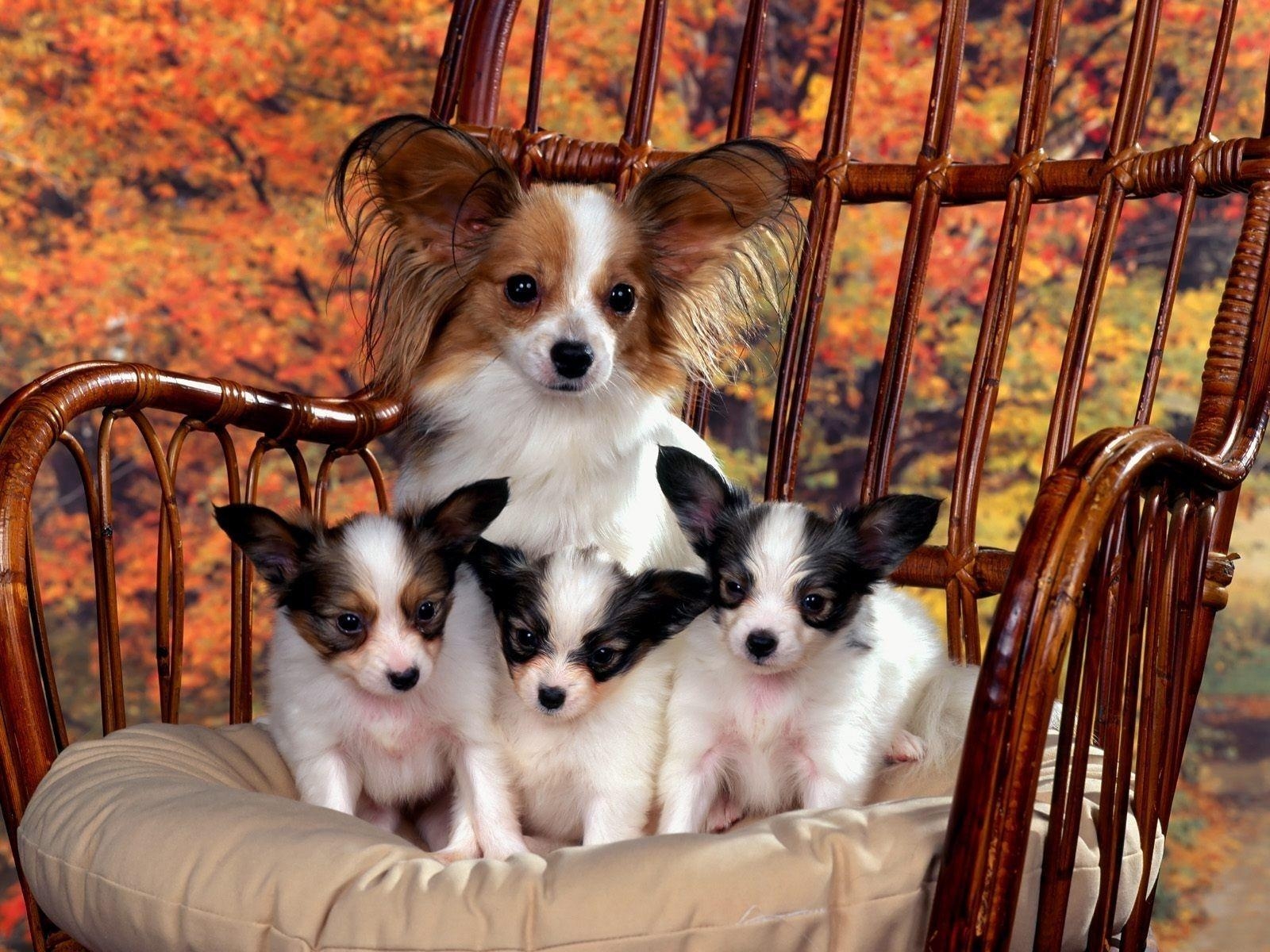 Papillon Hund, Bildschirmschoner, Welpe, Hund, Tier, 1600x1200 HD Desktop