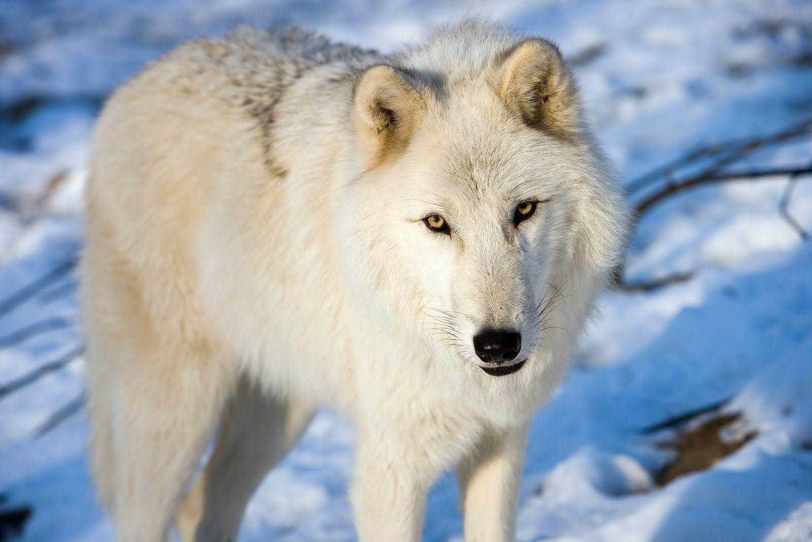 Arktischer Wolf, Fakten, Grünland, Schnee, Tierwelt, 1600x1070 HD Desktop