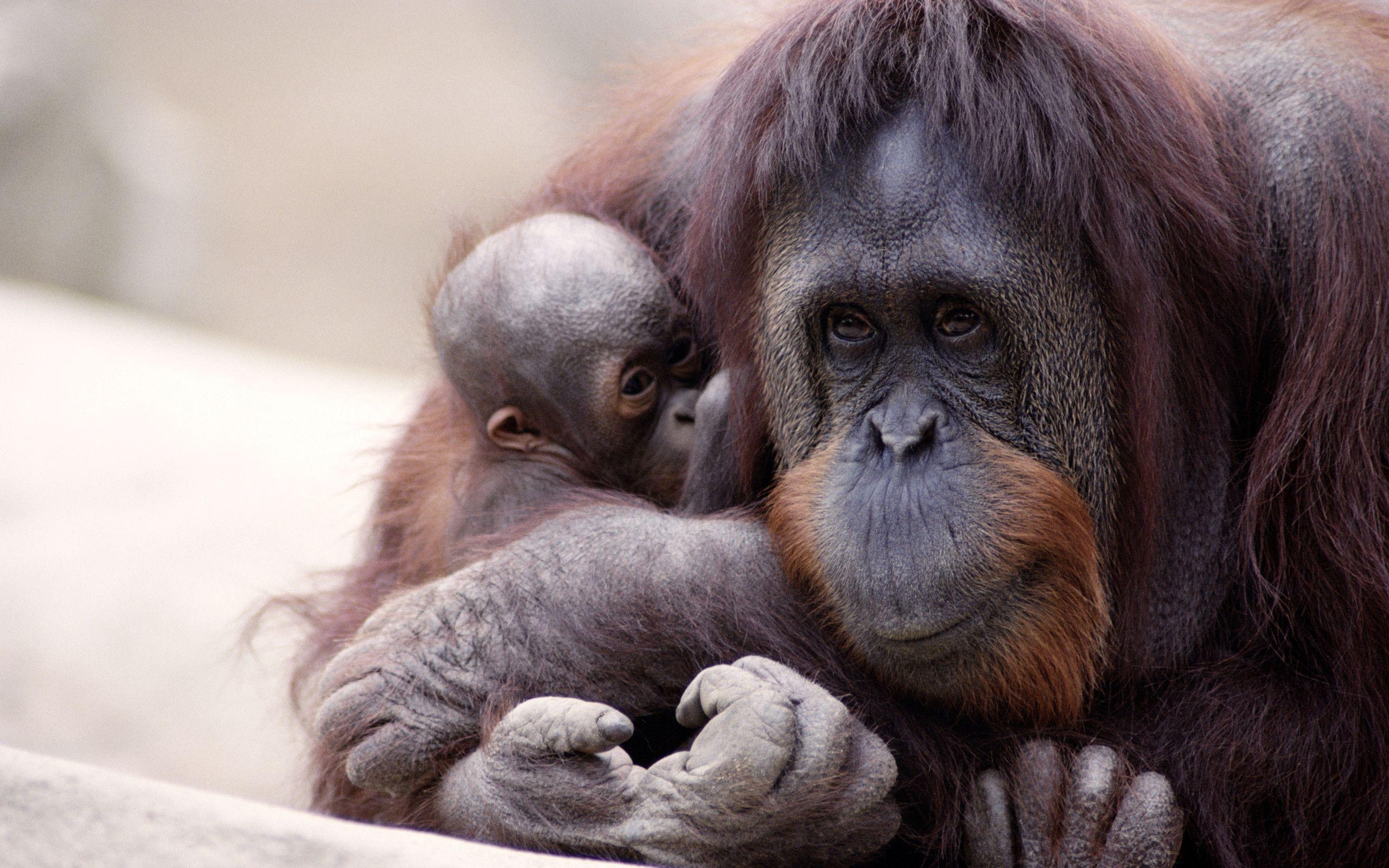 Orang-Utan, hochauflösend, Hintergrund, Tier, Primat, 2560x1600 HD Desktop