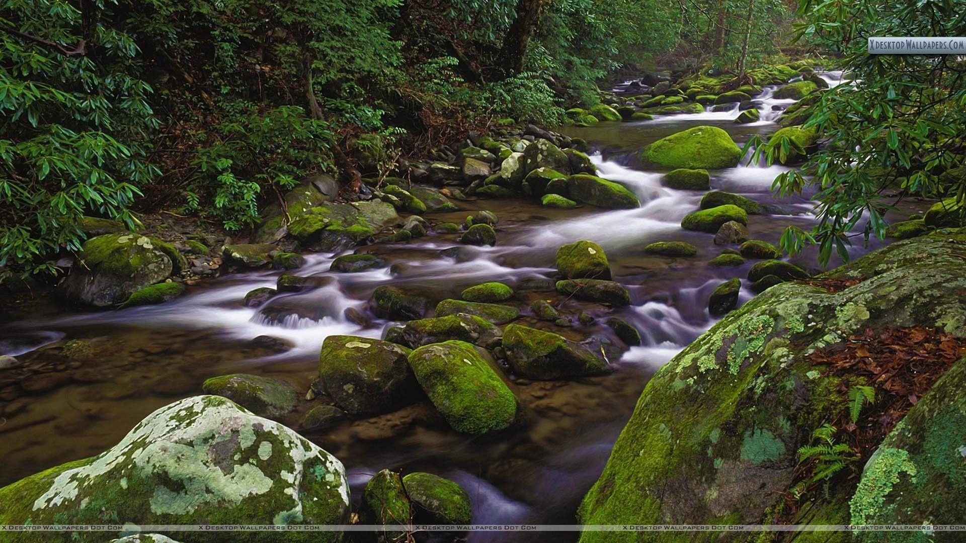 Bach, Tennessee, Nationalpark, Natur, USA, 1920x1080 Full HD Desktop