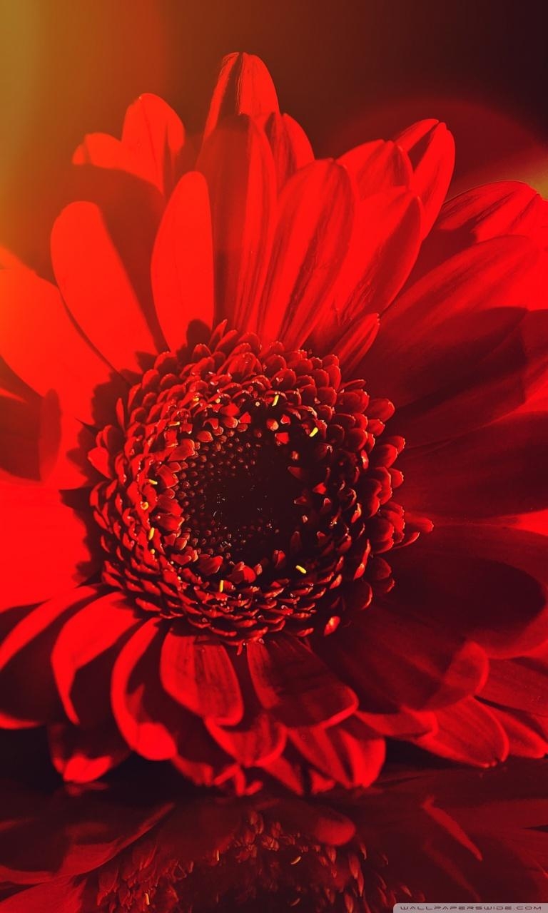 Gerbera Gänseblümchen, Gänseblümchen, iPhone, Blumen, Natur, 770x1280 HD Handy