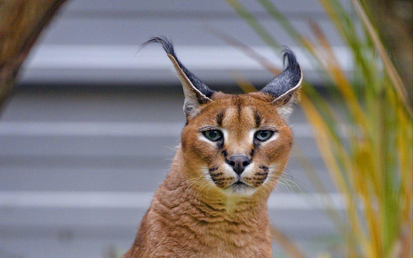 Karakal, Tier, Wild, Raubtier, Breitbild, 1440x900 HD Desktop