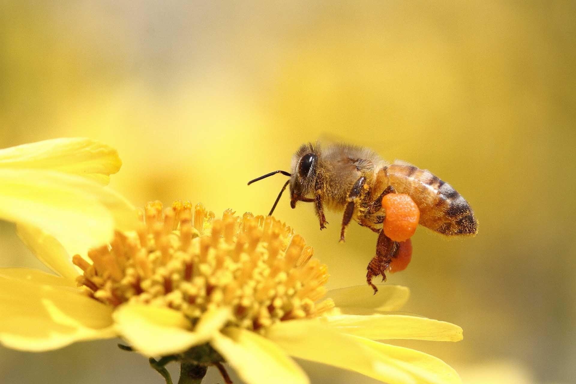 Honigbiene, HD, Insekten, Natur, Bild, 1920x1280 HD Desktop