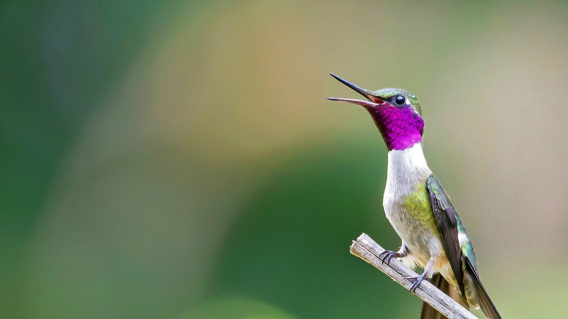 Purpur, Vogel, Strand, Klein, HD, 1920x1080 Full HD Desktop