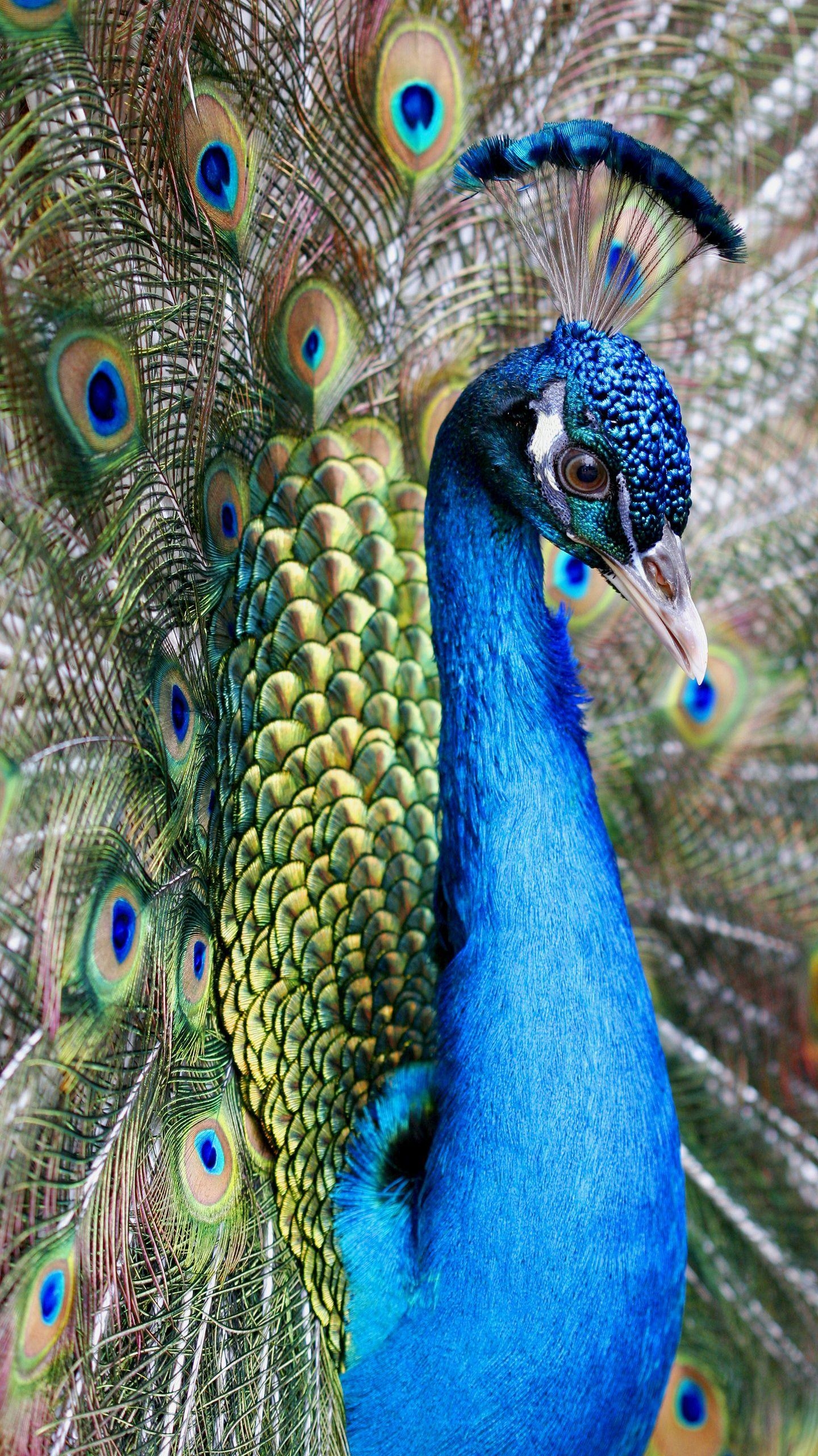 Pfau, Samsung Galaxy S7, Hintergrund, Eleganz, Farben, 1440x2560 HD Handy