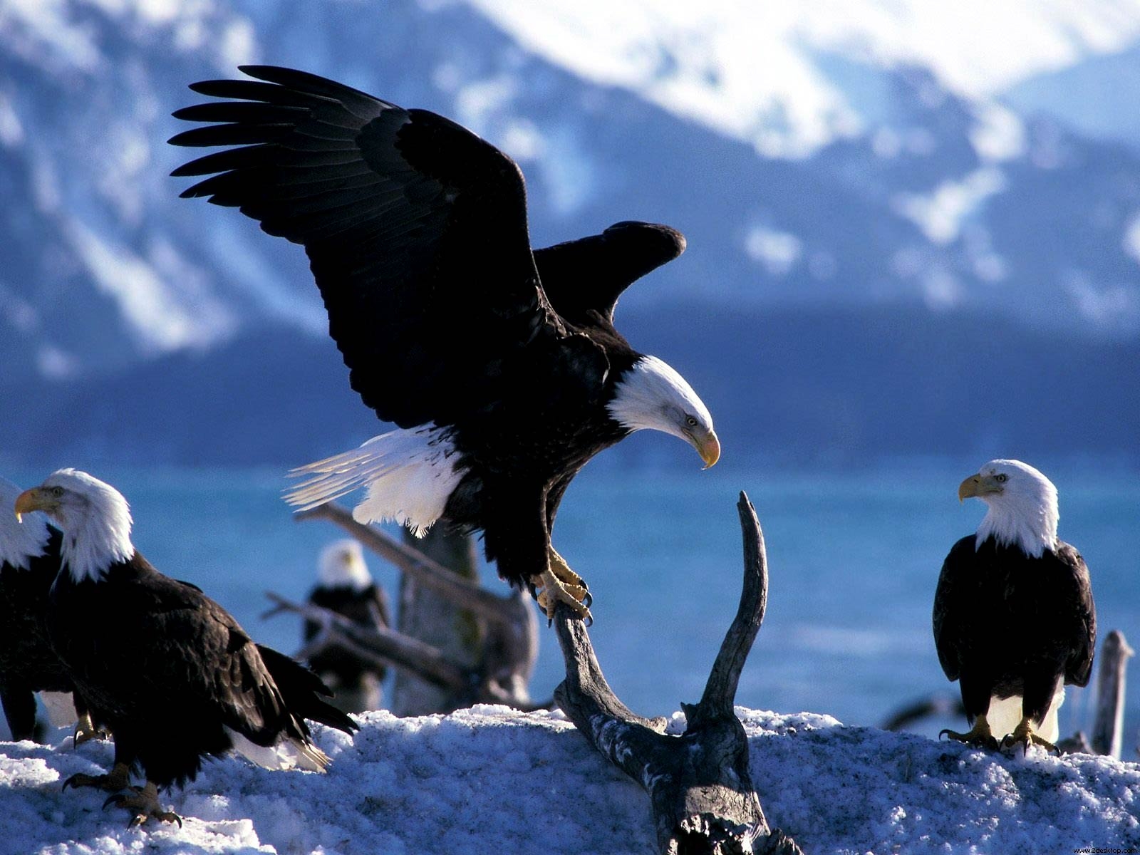 Baby Weißkopfseeadler, Tier, Hintergrund, Bild, Jungen, 1600x1200 HD Desktop