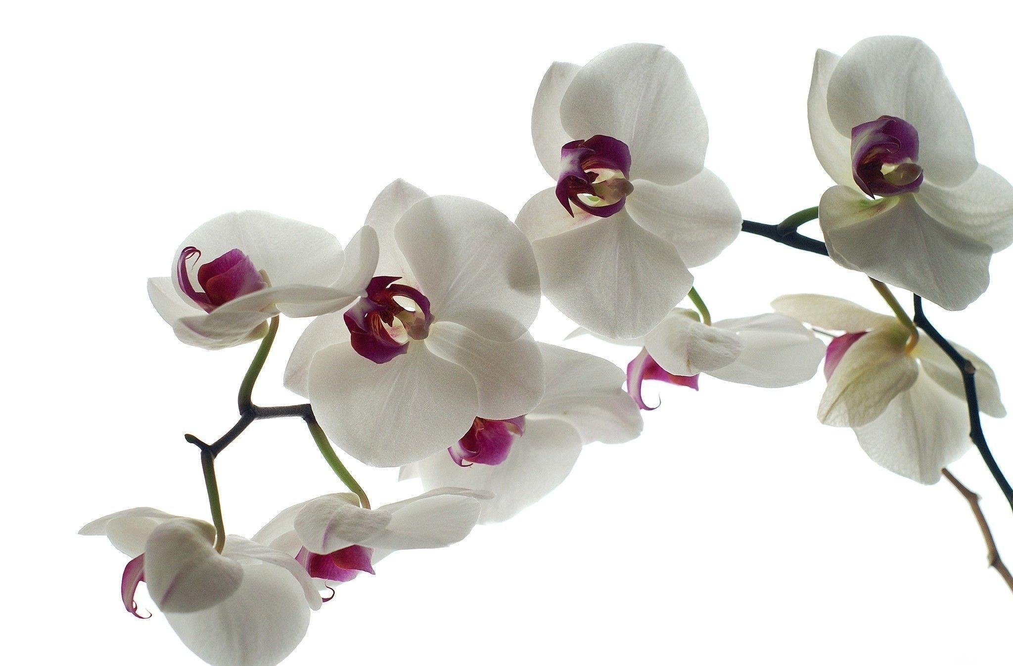 Weiße, Orchidee, Hintergrund, Blume, Natur, 2050x1350 HD Desktop