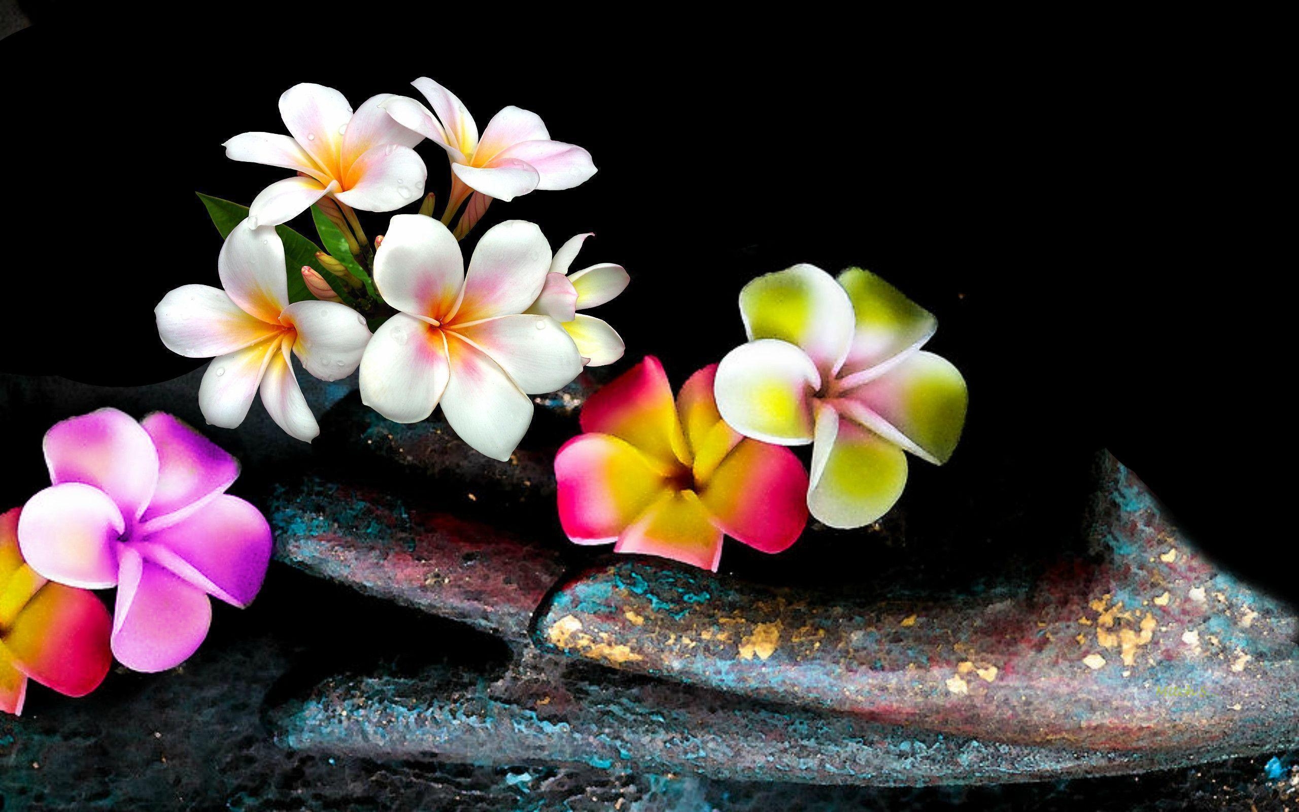 Plumeria, DC87, V90, Natur, Design, 2560x1600 HD Desktop