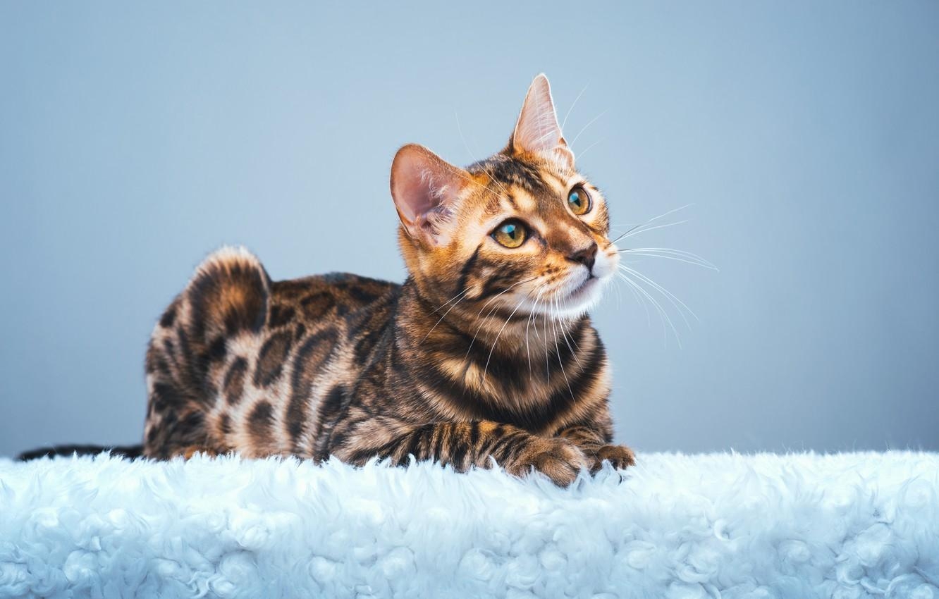 Bengalkatze, Desktop, Bild, Hintergrund, Exotisch, 1340x850 HD Desktop