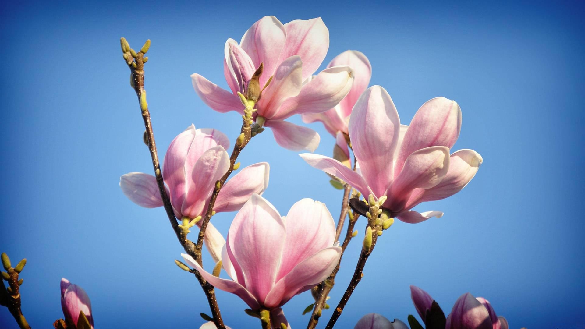 Magnolien, HD, Desktop, Natur, Erinnerung, 1920x1080 Full HD Desktop